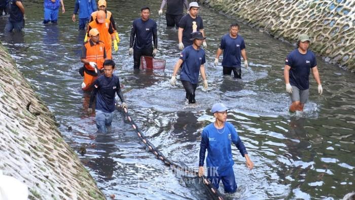 BRIN Peringatkan Ancaman Ikan Sapu-sapu: Rusak Ekosistem dan Berisiko bagi Warga
