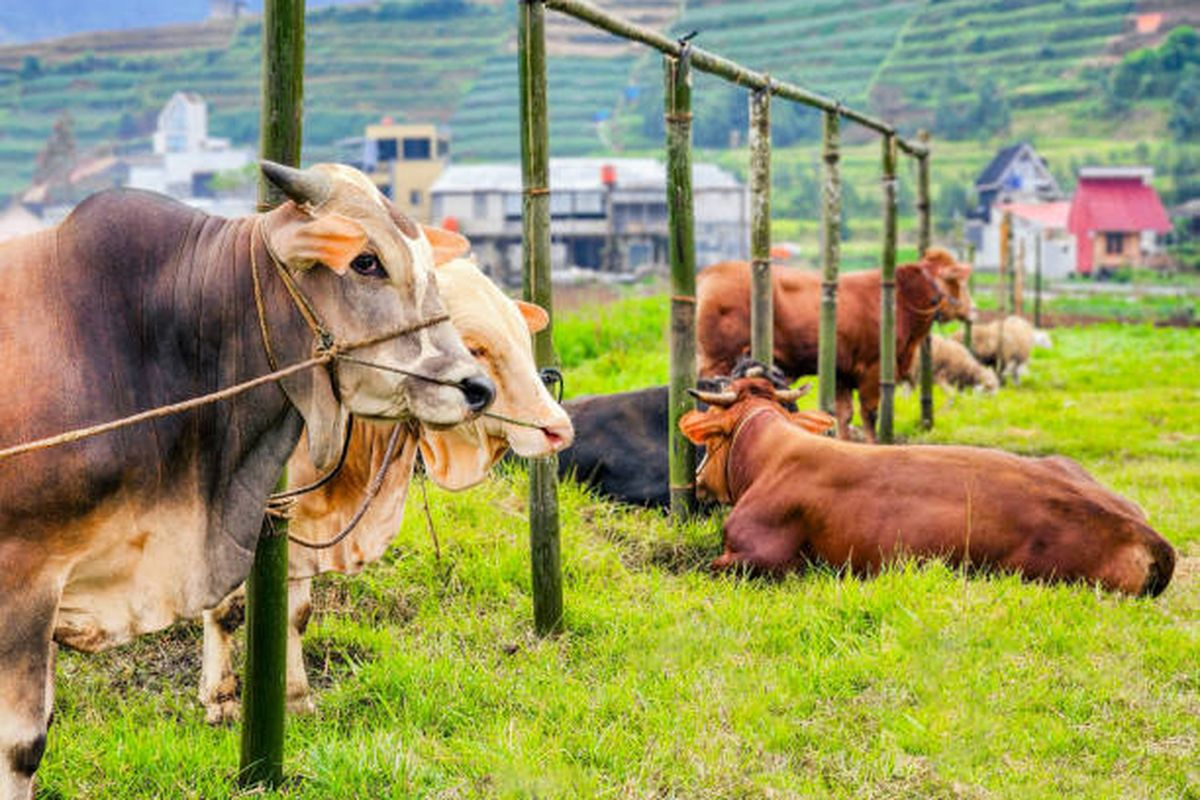 Kasus Cacing Hati Ringan pada Sapi Kurban Gunungkidul Naik