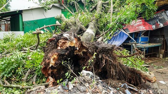 Pohon Tua Tumbang Hantam Warung Warga di Depok, Aktivitas Sempat Lumpuh
