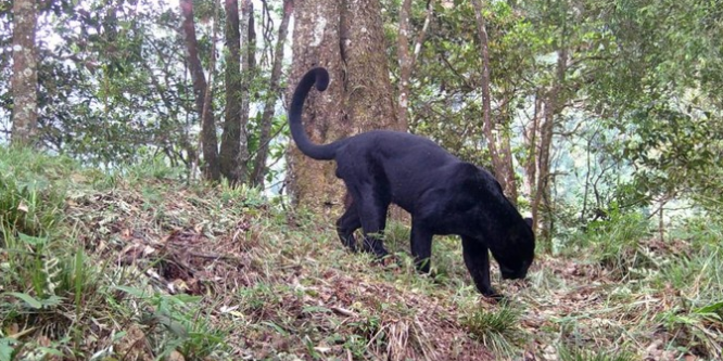 Slamet Ramadan adalah macan tutul hitam yang kini hidup liar di Gunung Ciremai setelah direlokasi untuk konservasi satwa
