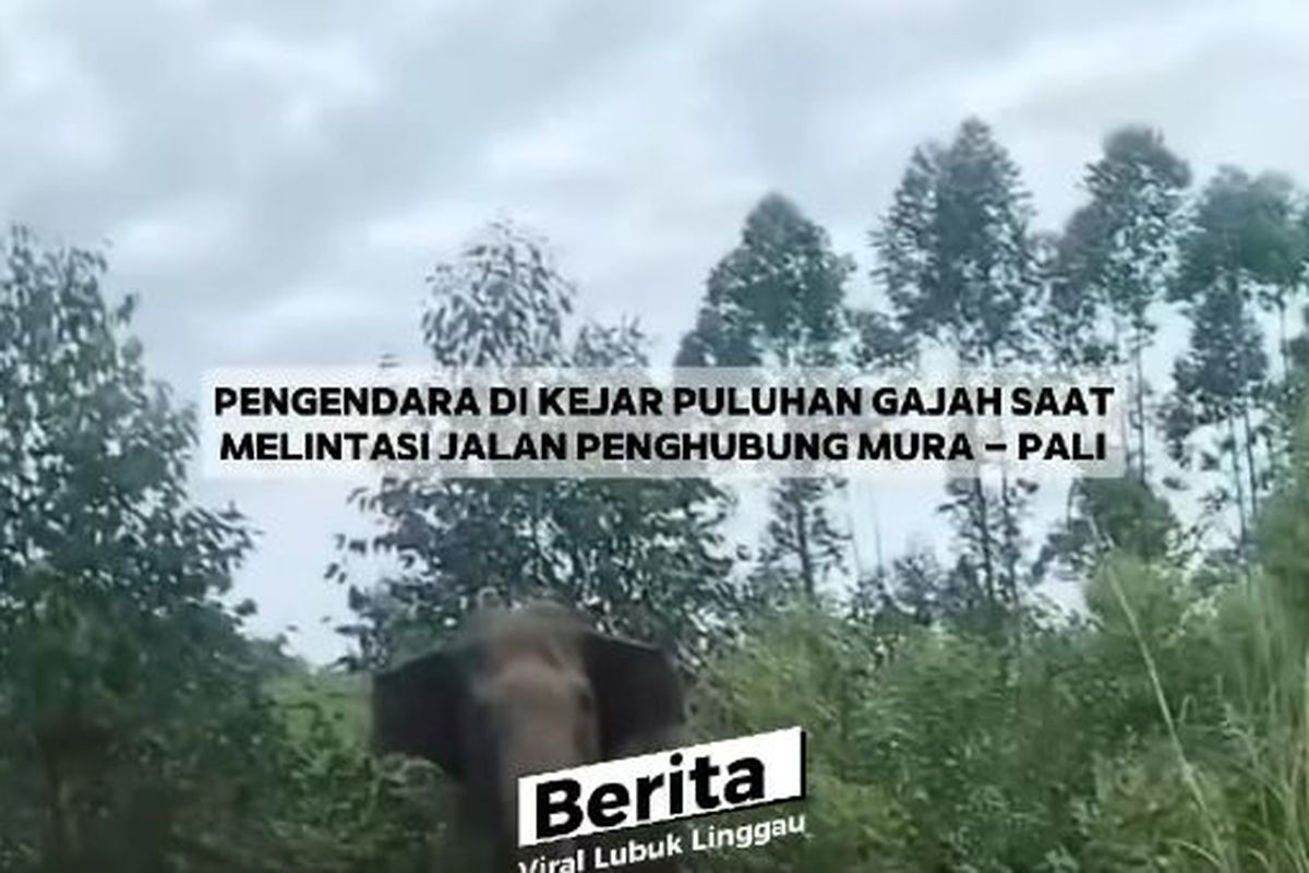 "Viral Video: Pengendara Motor Temui Kawanan Gajah Liar di Musi Rawas!"