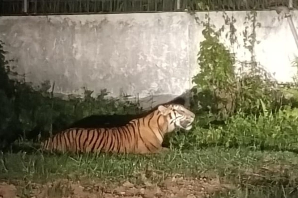 Kehadiran Harimau di Area Pabrik Riau, Aktivitas Operasional Dibatasi