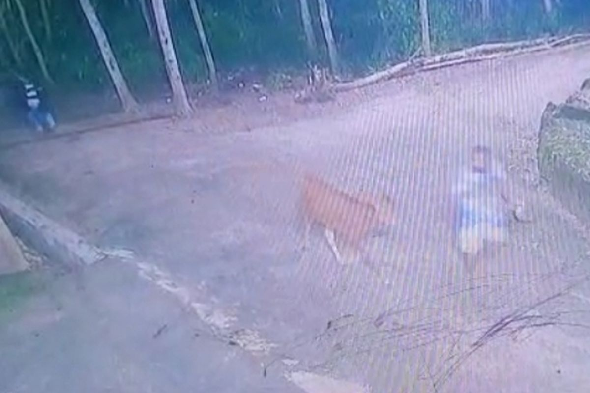 Sapi Warga Hilang Jelang Kurban, Ditemukan di Semak-semak