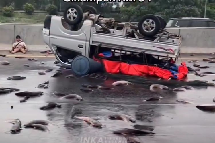 Mobil Pikap Terguling di Tol Jakarta-Cikampek, Muatan Lele Berserakan Akibat Pecah Ban