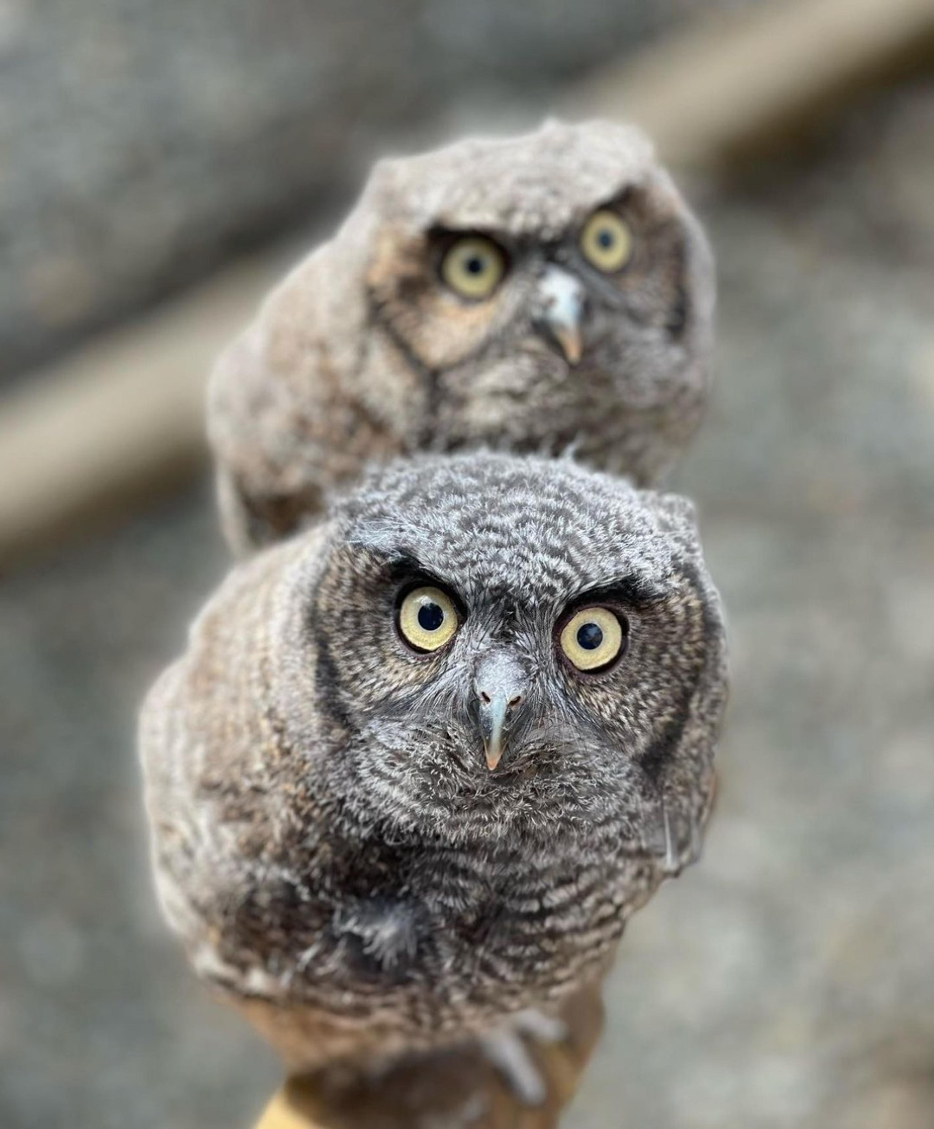 Two Western Screech Owls on a branch