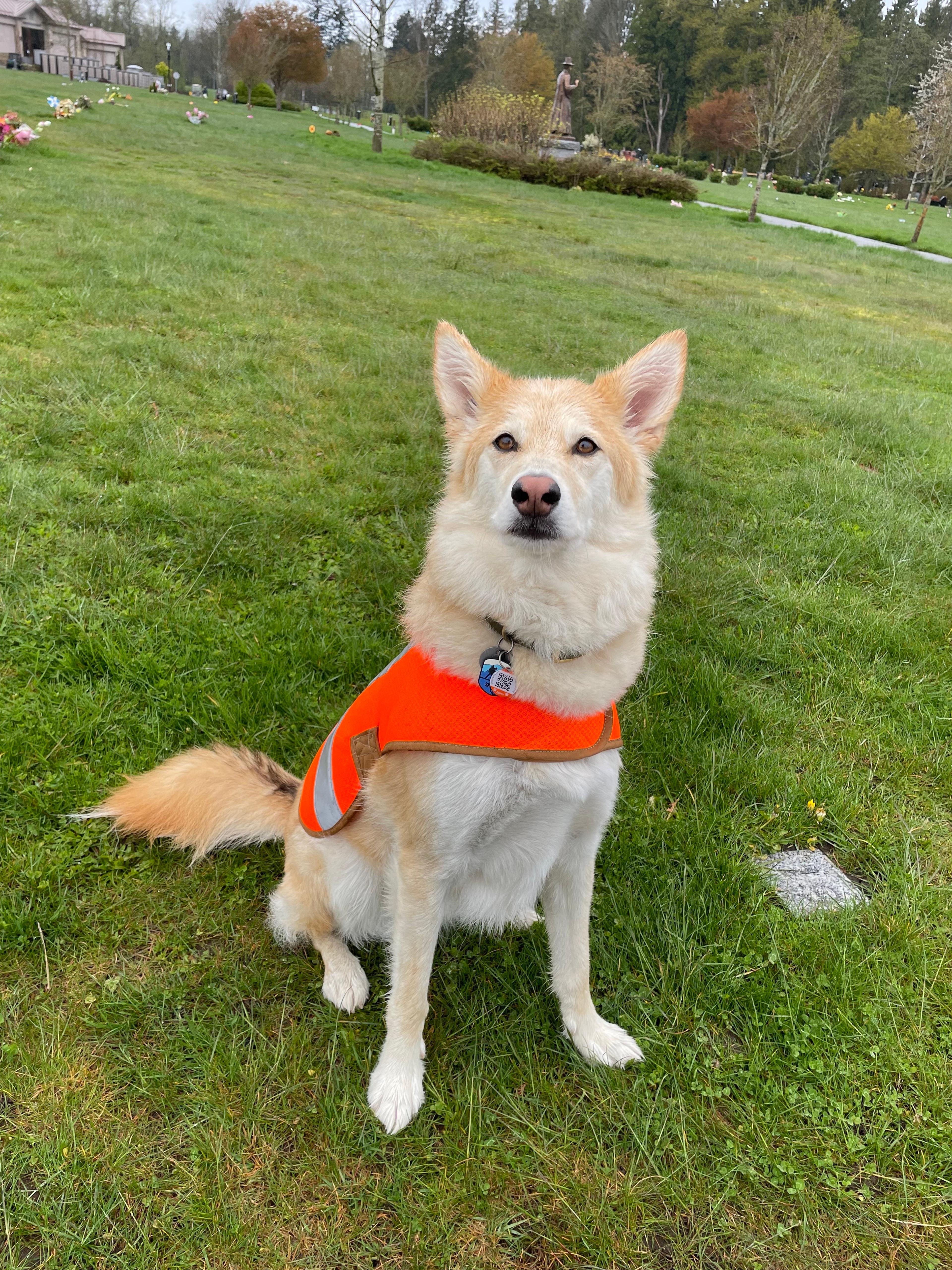 A blonde dog in a high-vis vest sits in a cemetary