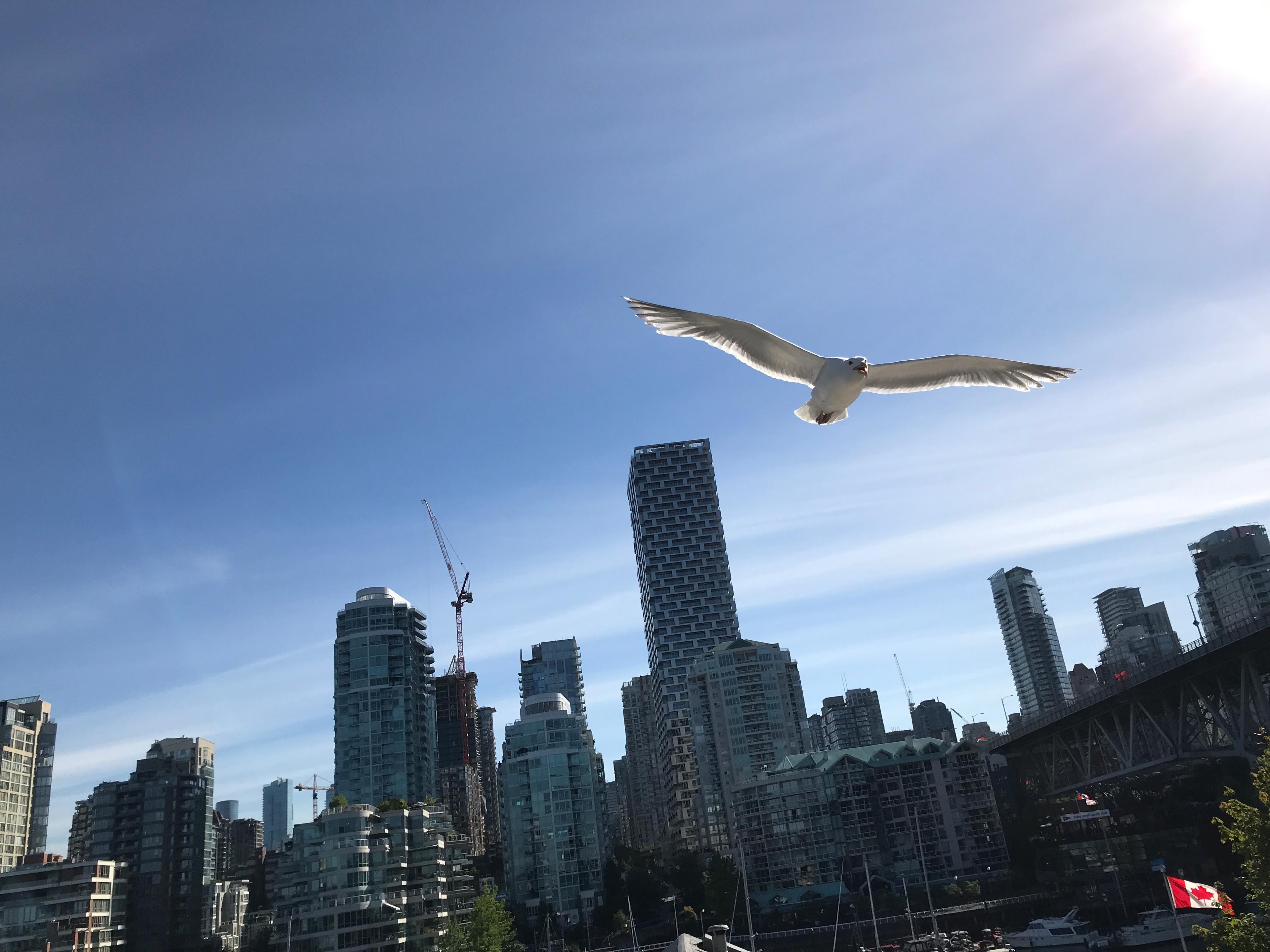 A gull flying over the Victoria skyline