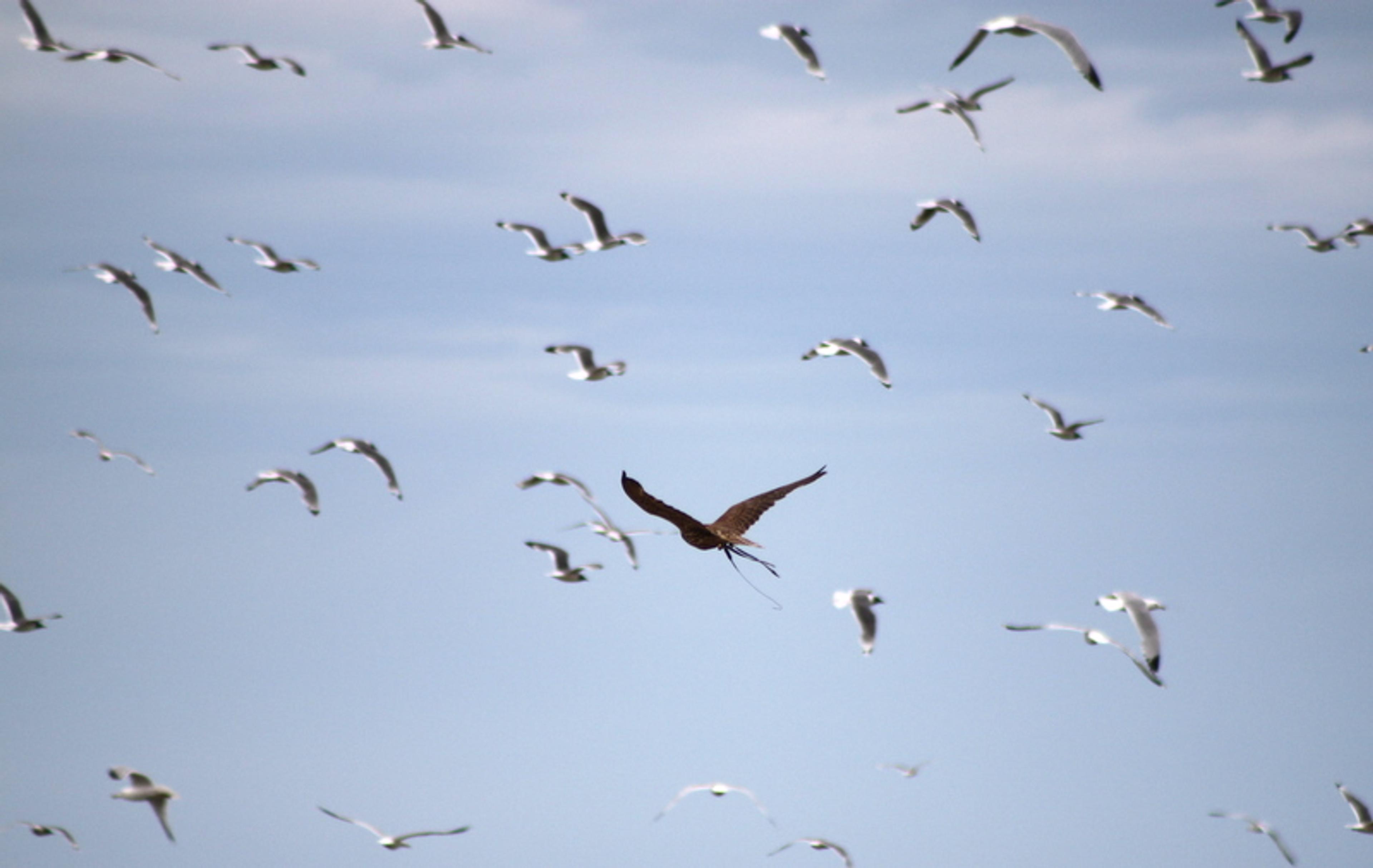 A falcon chases a flock of gulls