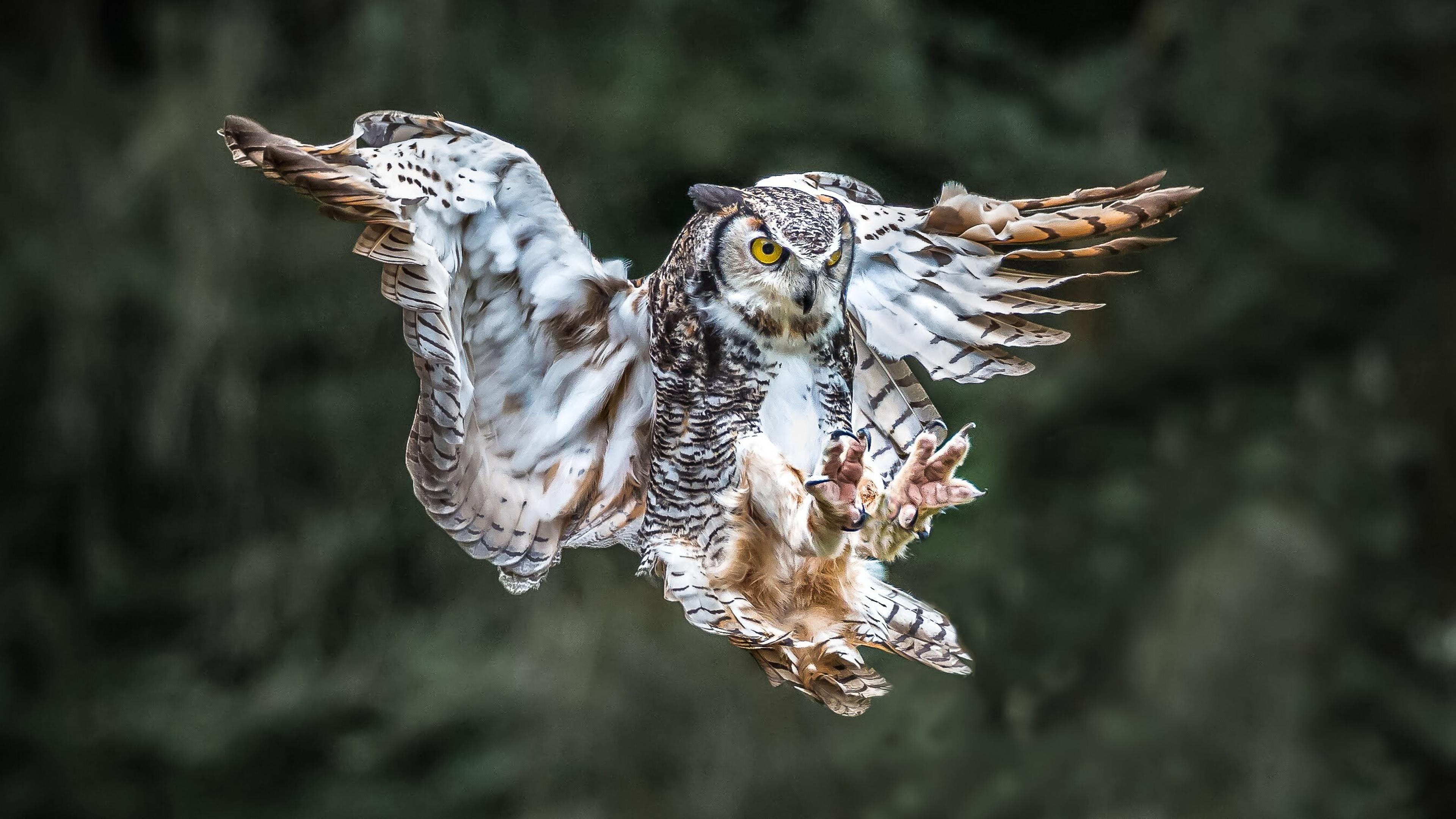 Great-horned Owl in flight