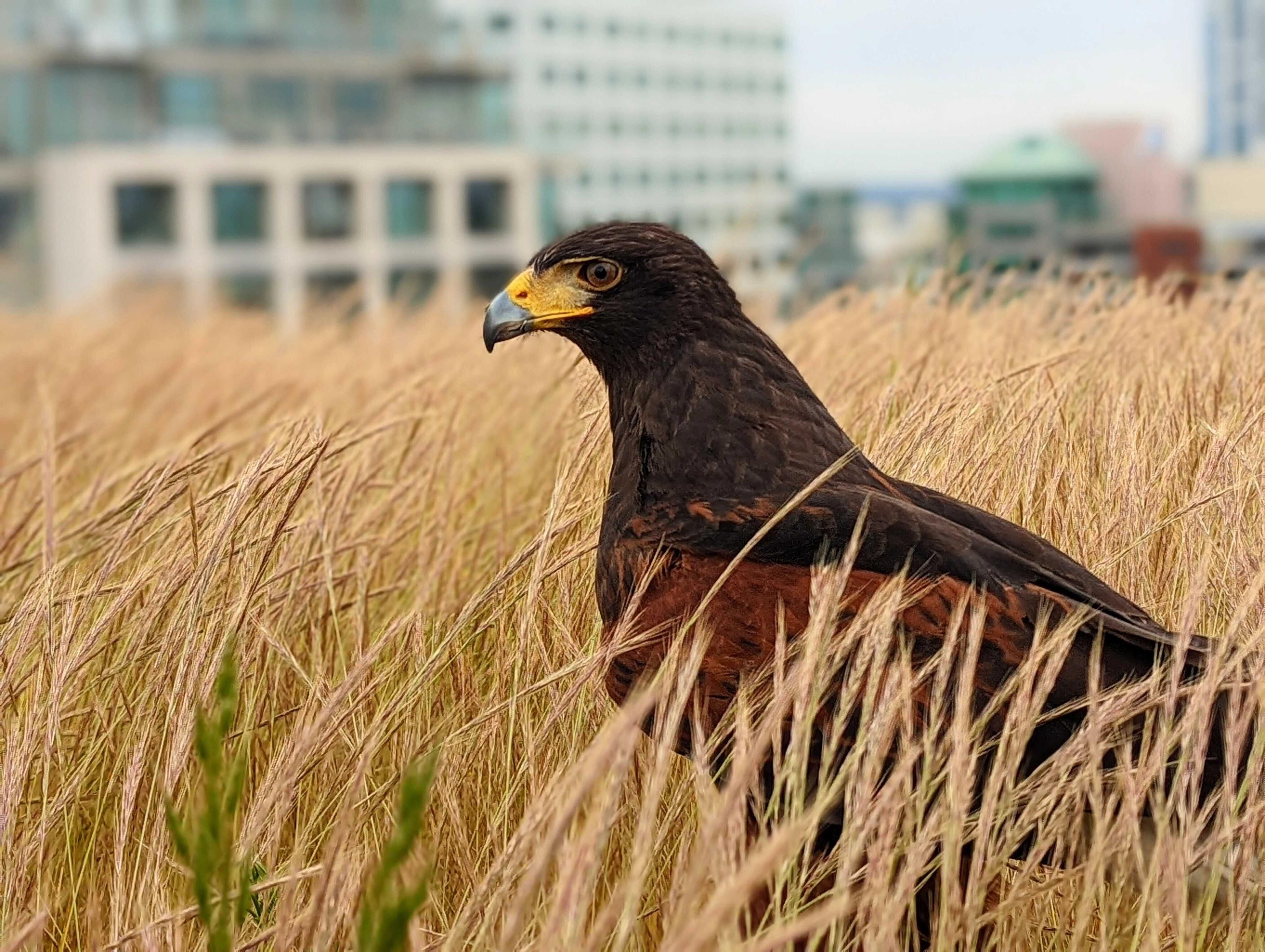 Hawk standing on a grassy rooftop