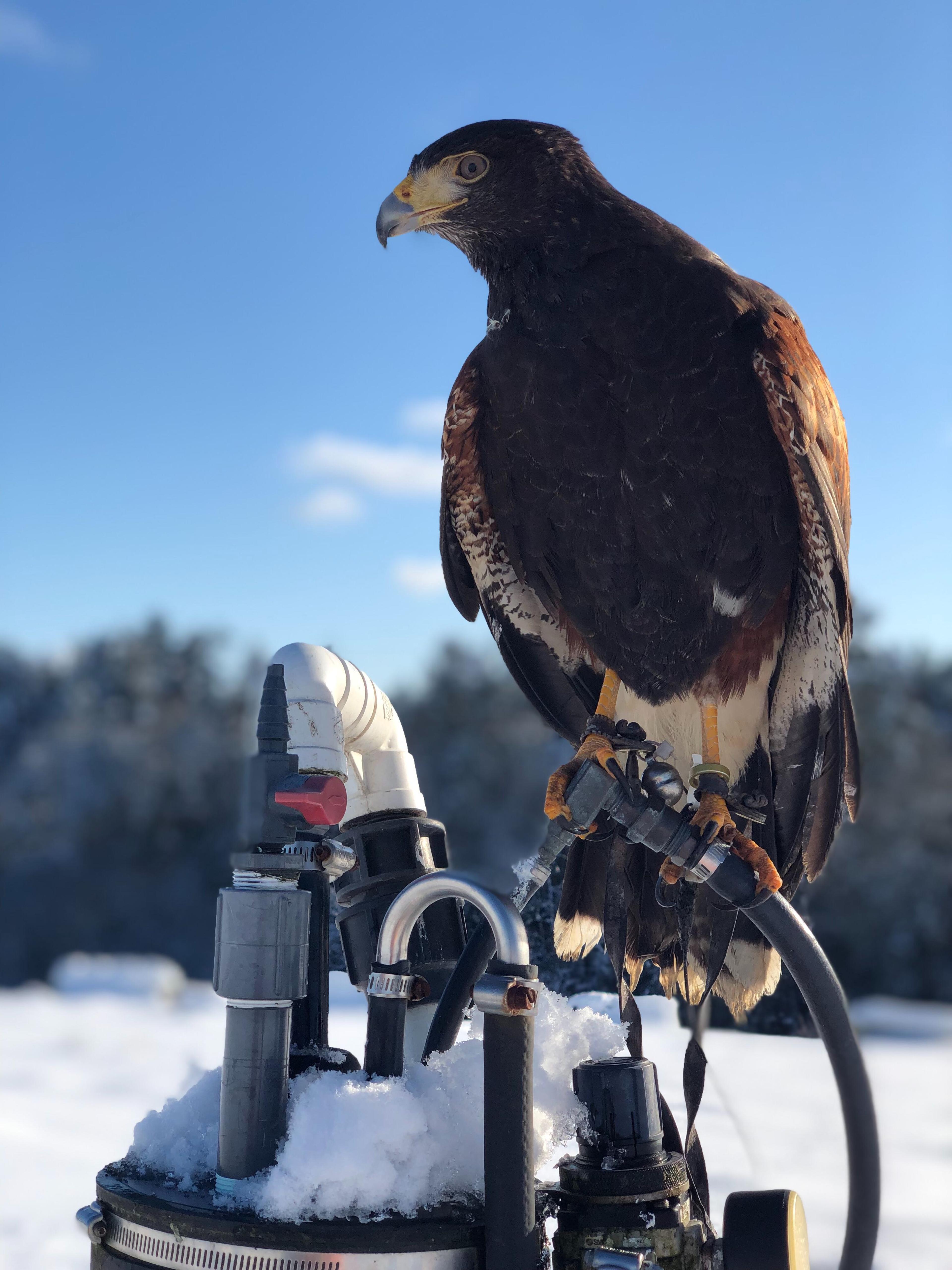 Harris Hawk perches on a gas collection pipe
