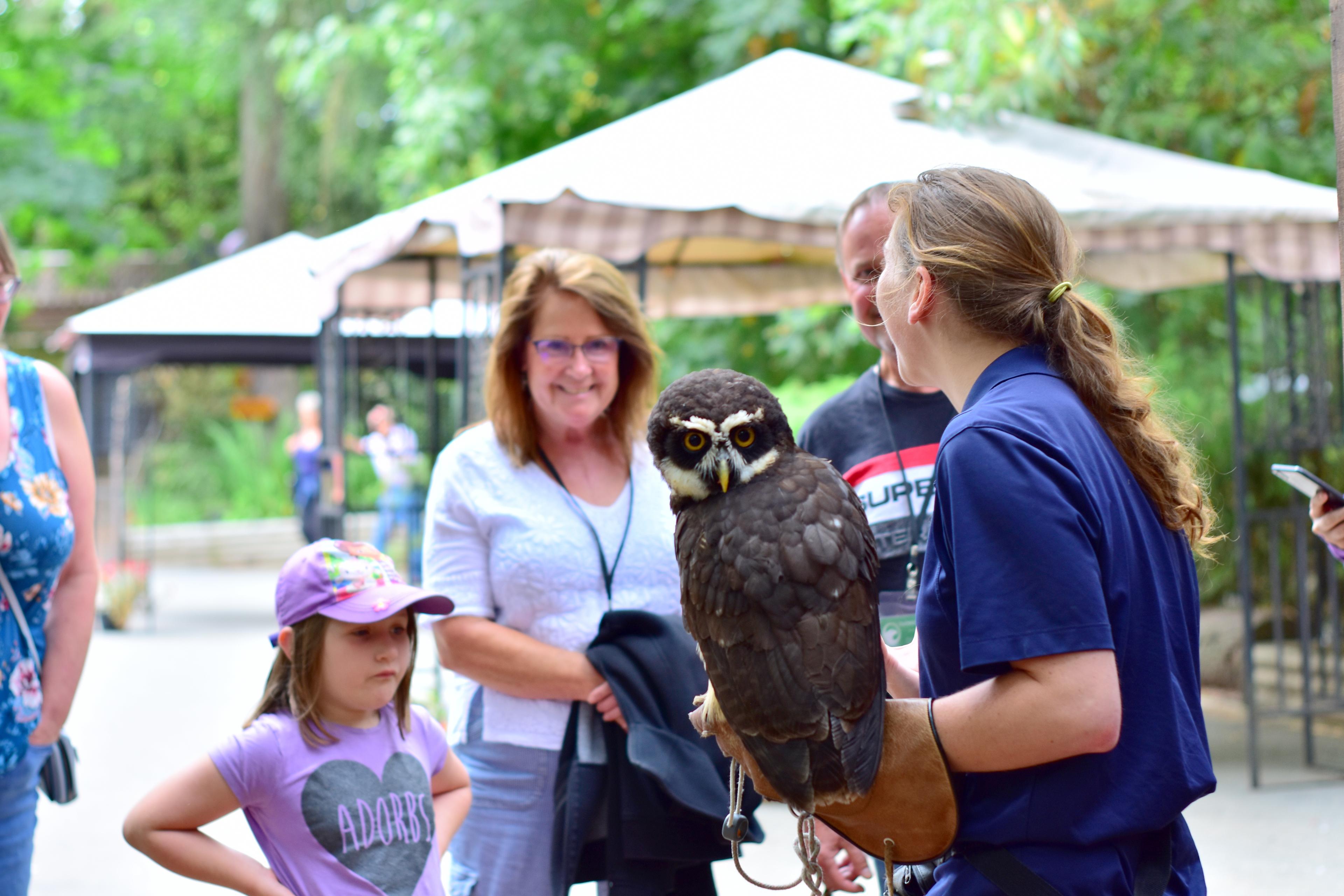 Woman presenting a spectacled owl to visitors