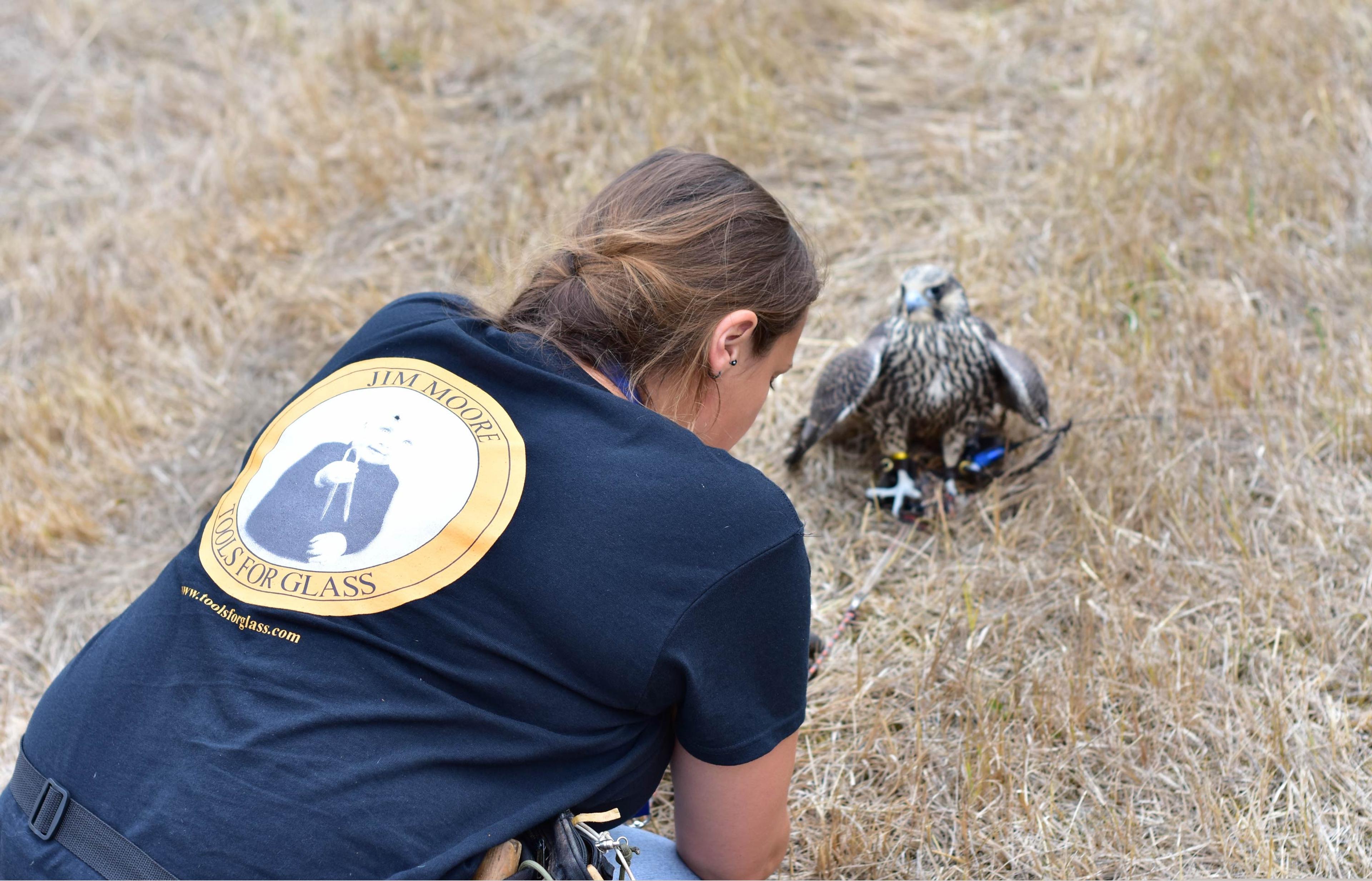 Woman kneels on the ground in front of a falcon on a lure