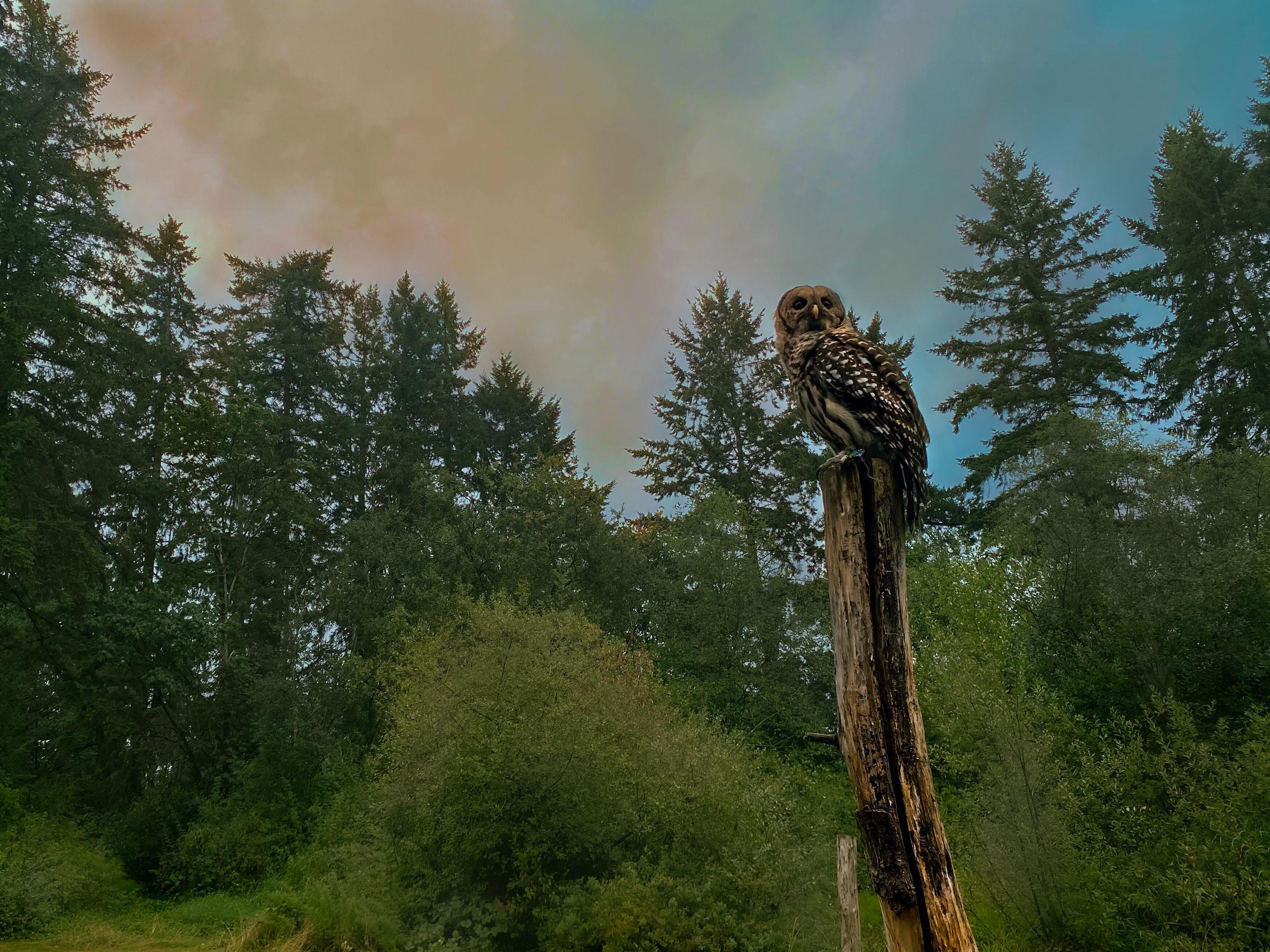 Owl perched on a stump