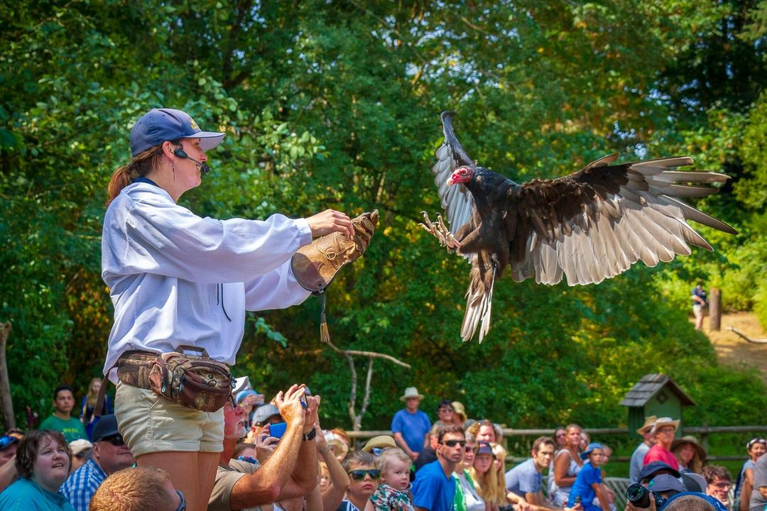 Flying Toy Raptors The Raptors