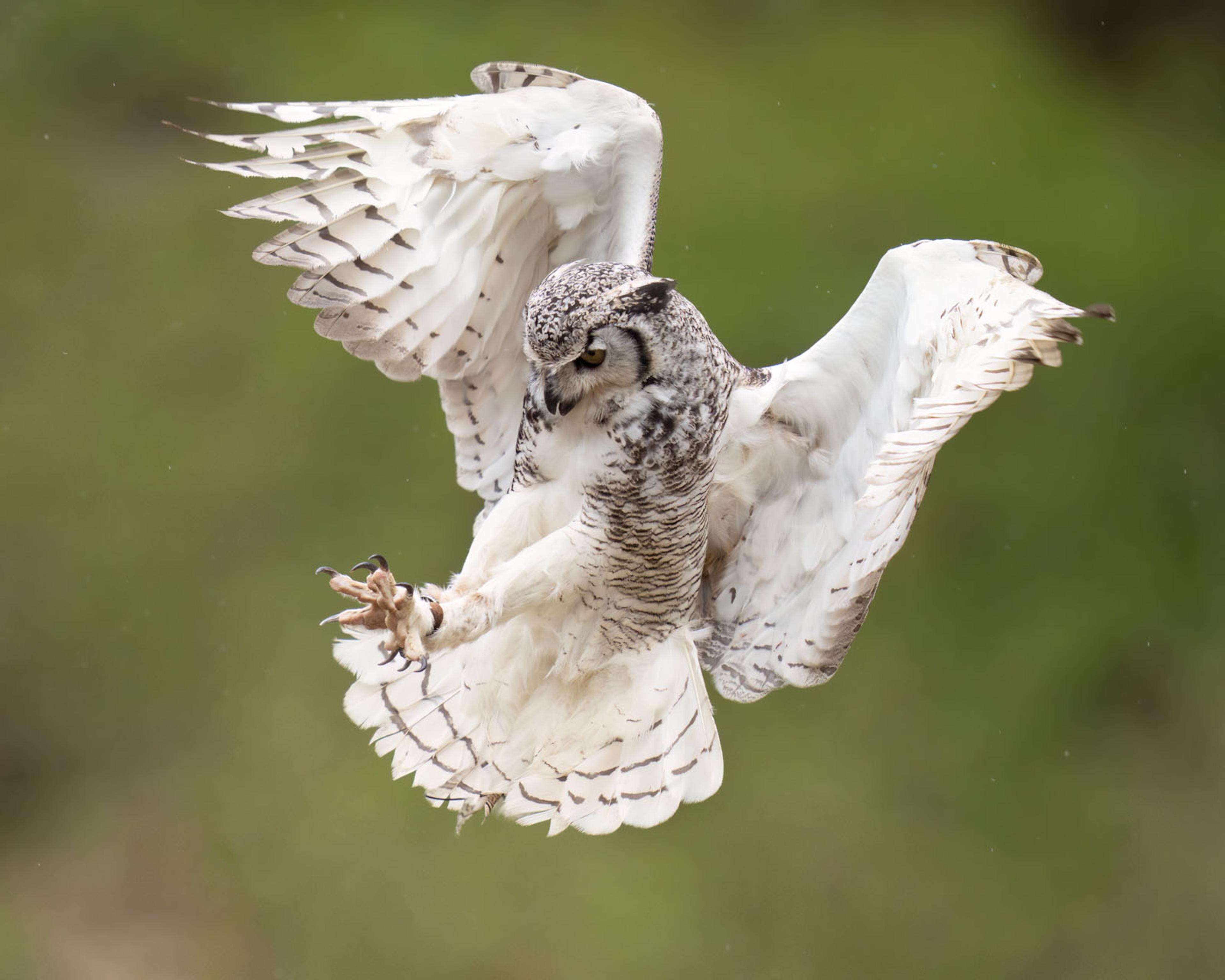 Great horned owl in flight