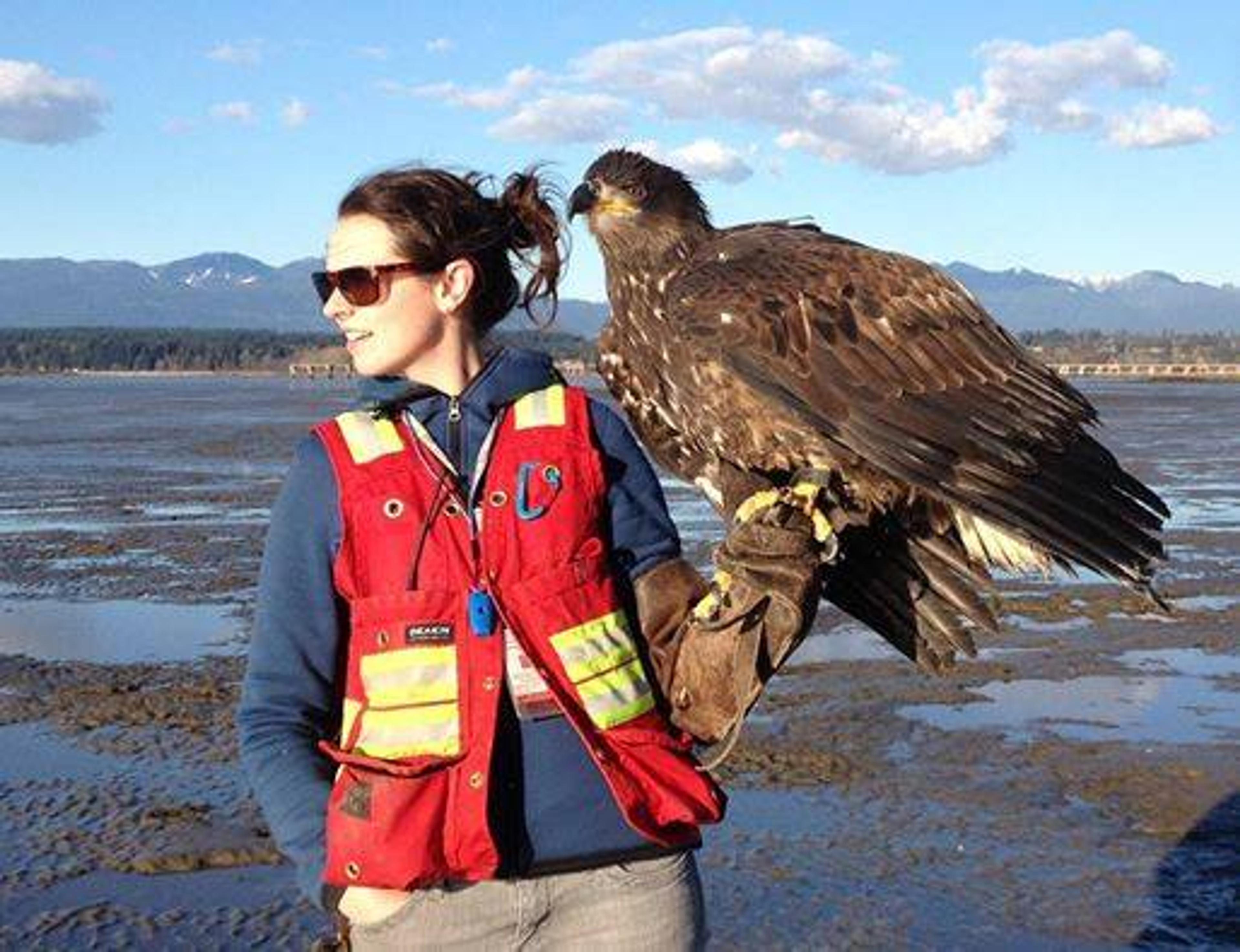 Raptors employee on a beach with an eagle on her glove