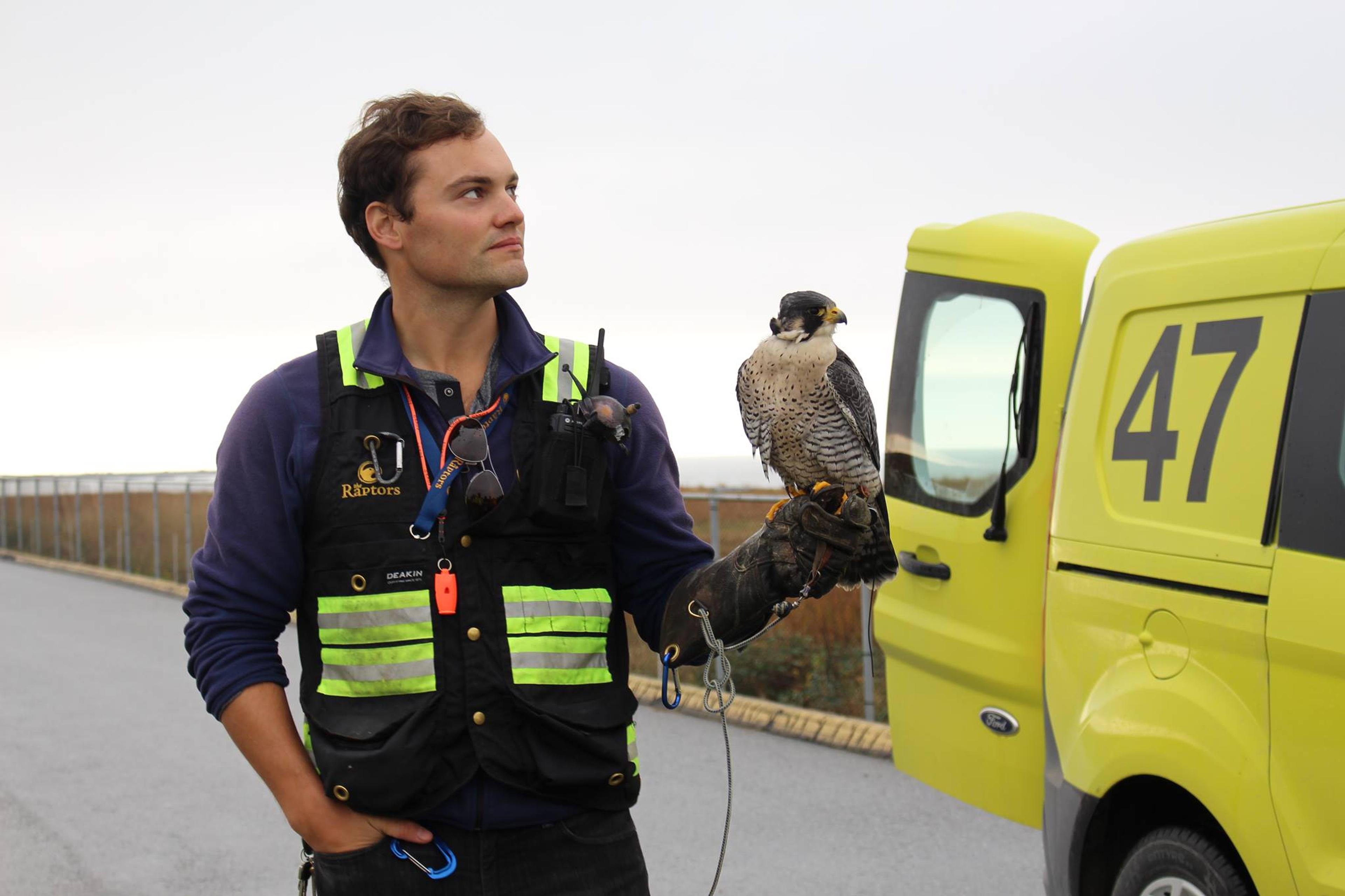 A man in a high-vis vest stands with a falcon on his glove