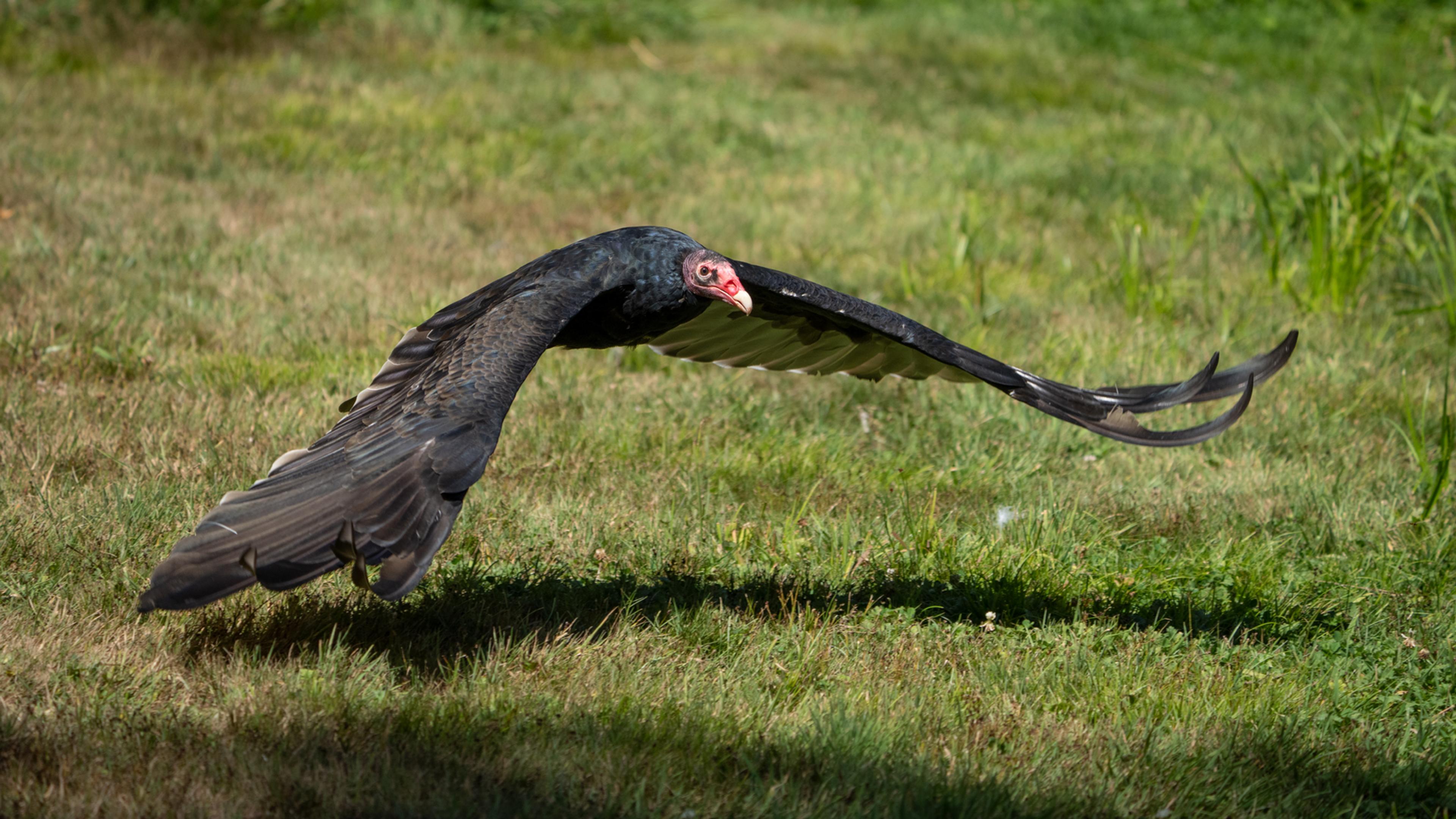 Turkey vulture in a field