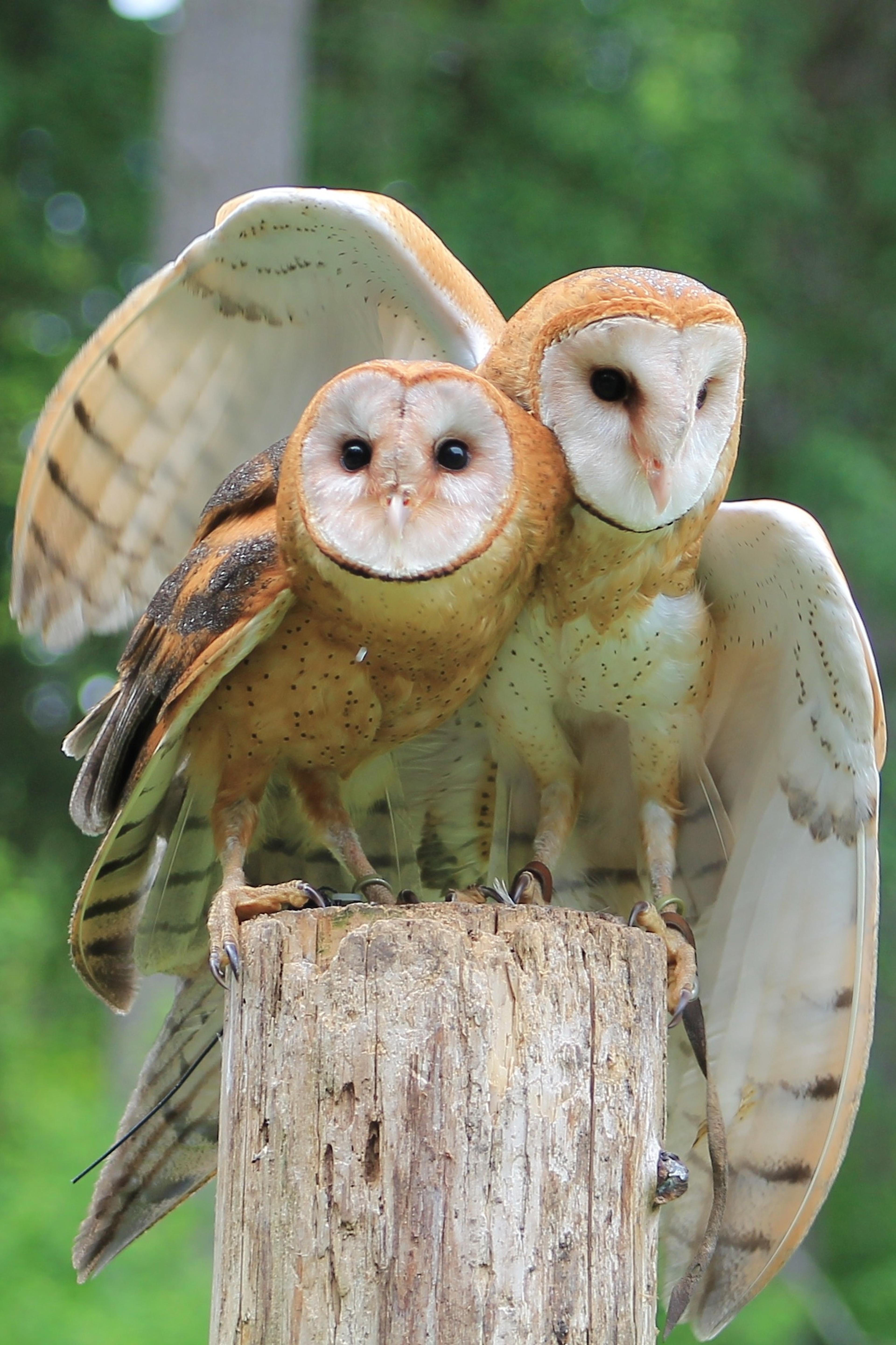 Two Barn Owls next to each other on a stump