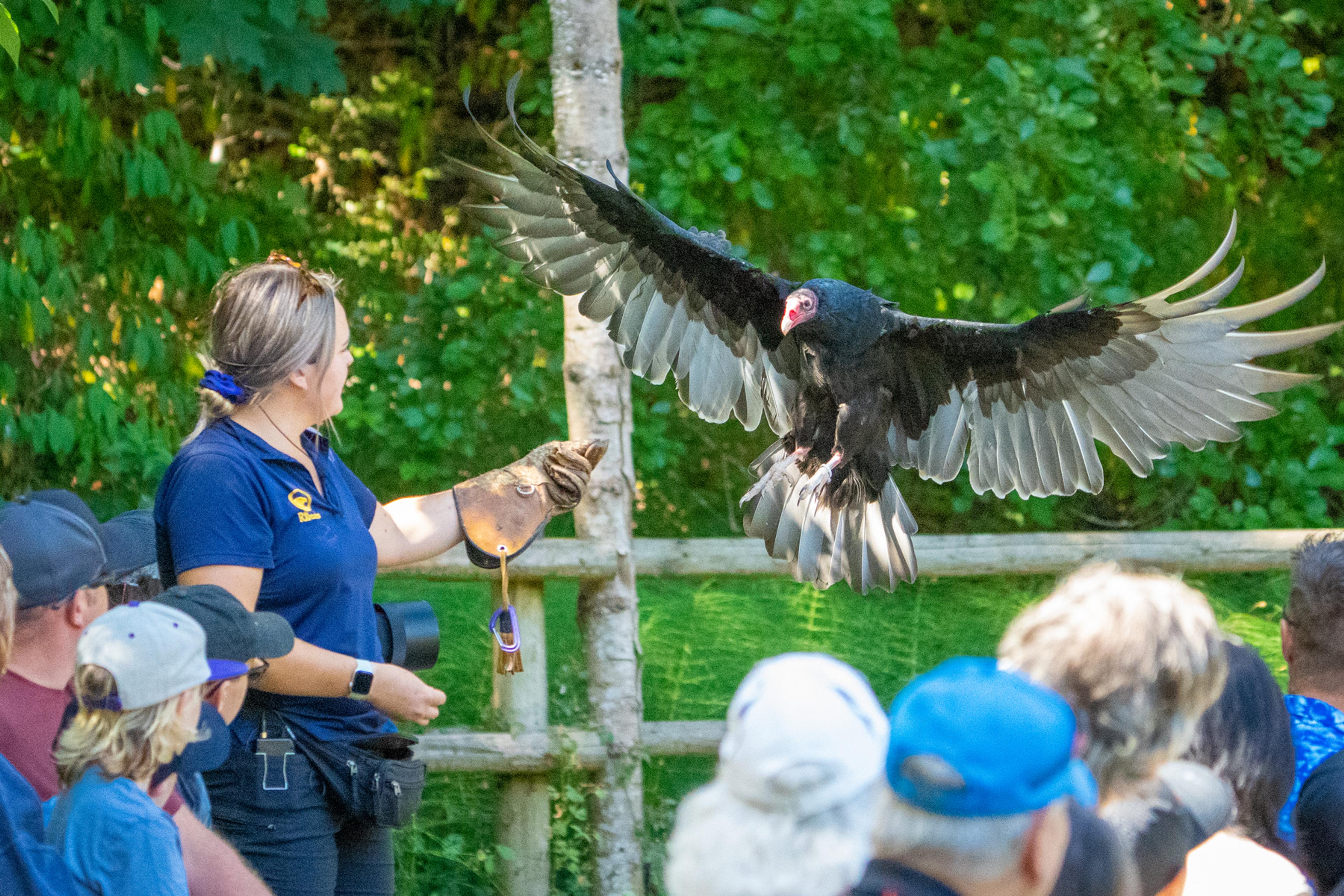 Woman holding a golden eagle in front of a group of school children