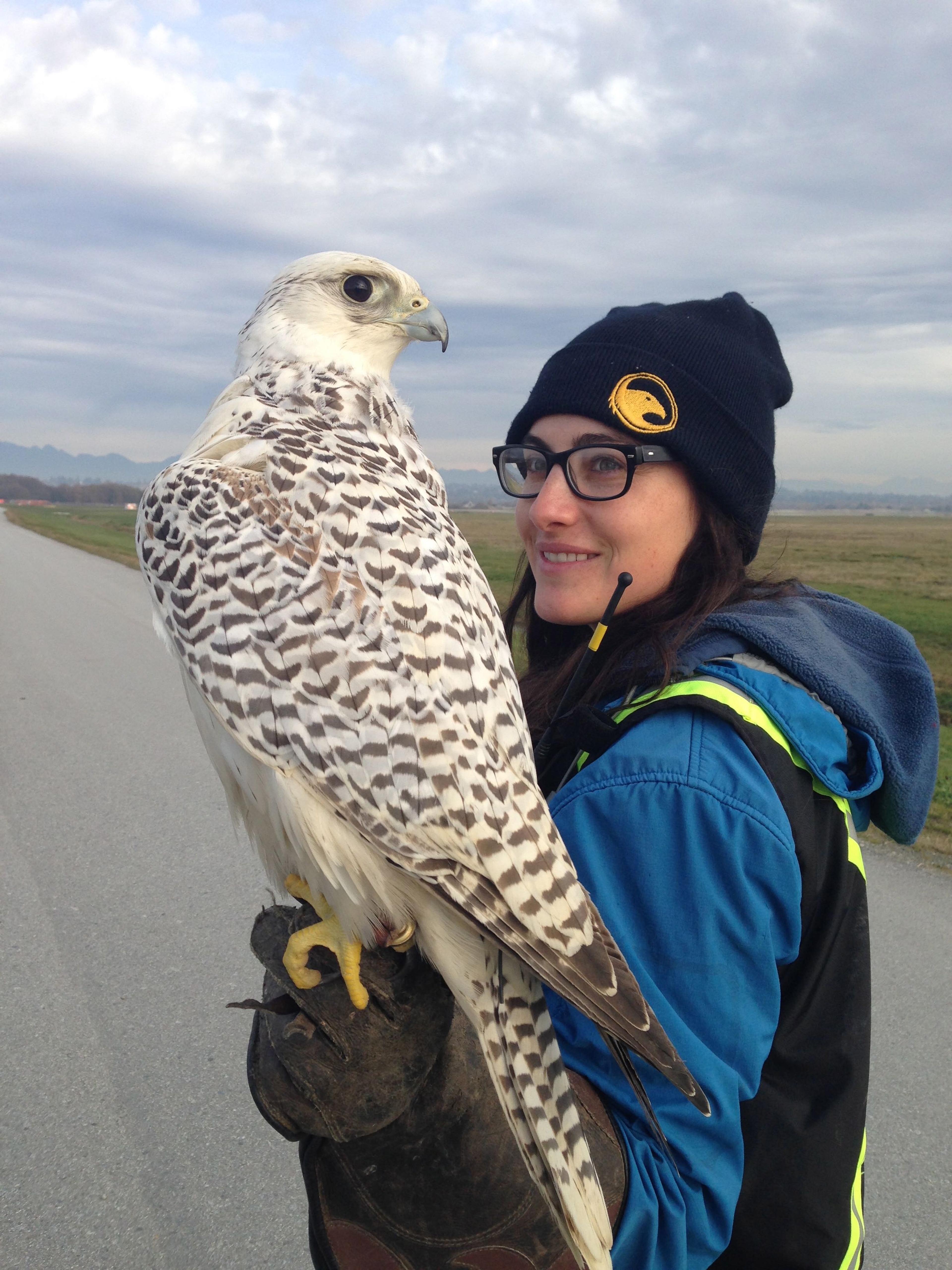 Woman in Raptors uniform stands with a white gyrfalcon on her glove