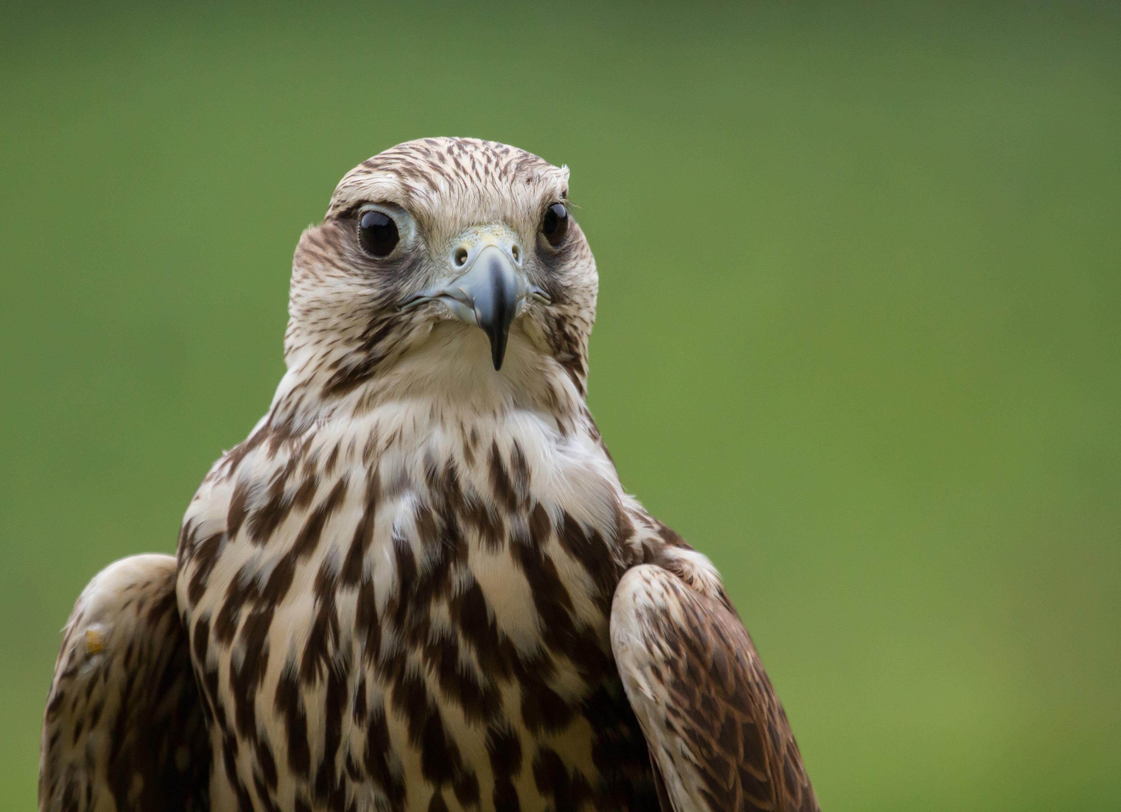 Headshot of a Saker Falcon