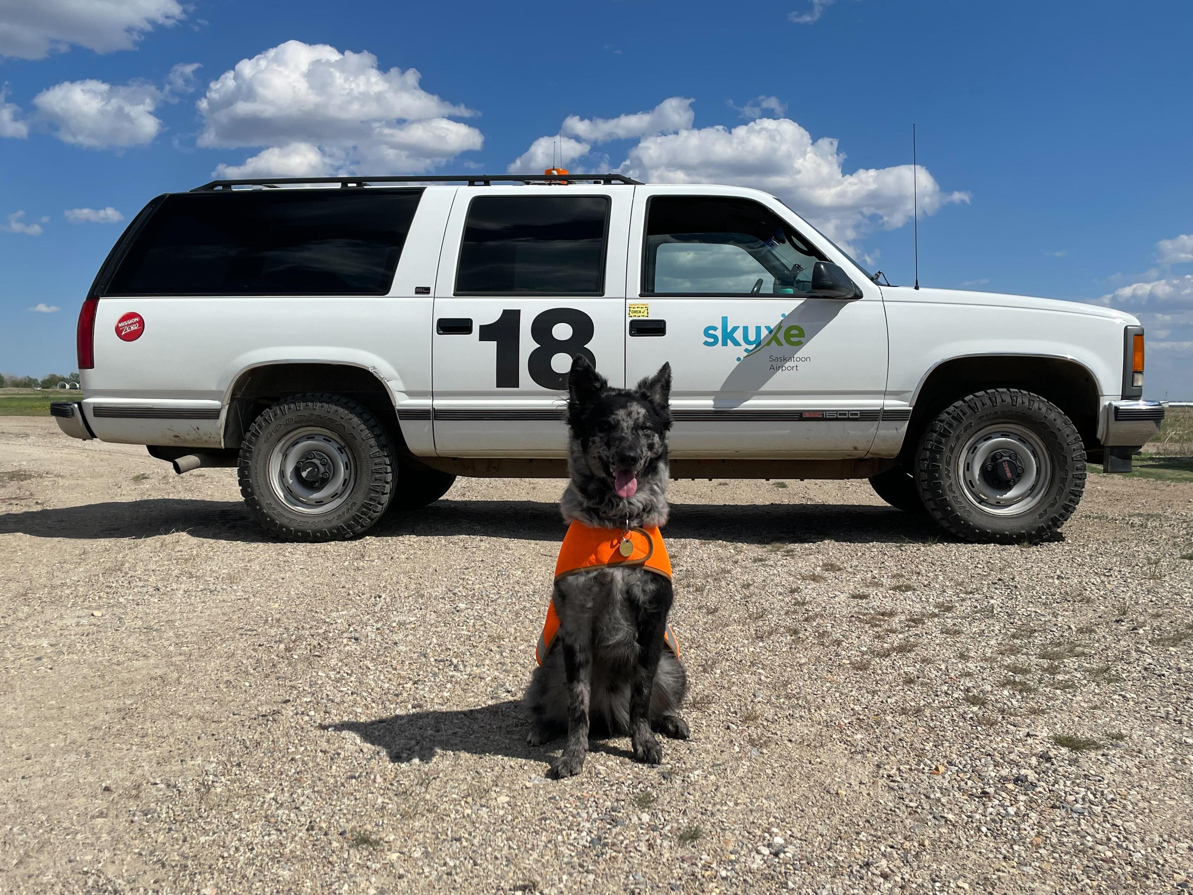 Dog wearing a high-vis vest stands in front of a airport control vehicle