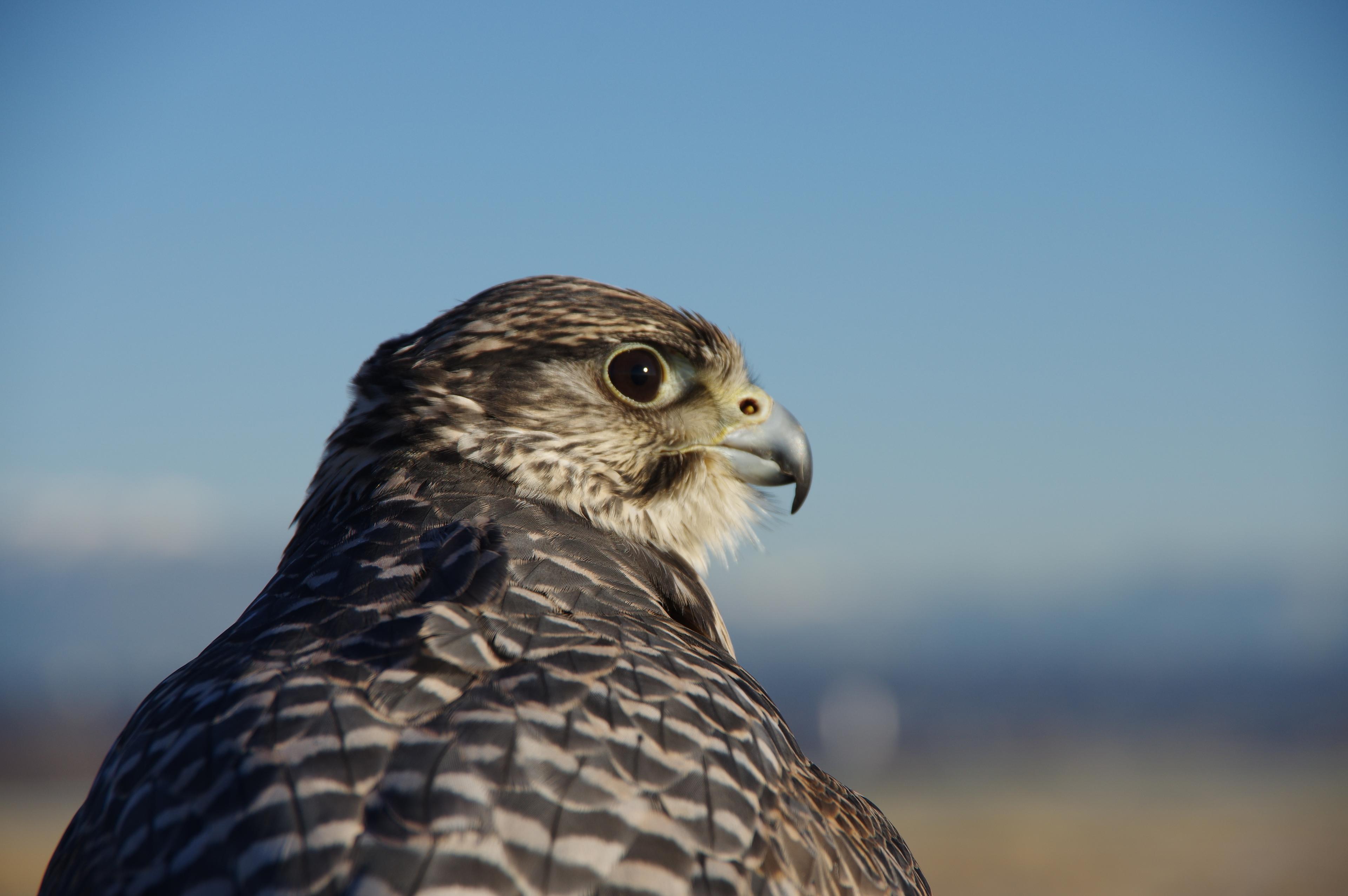 Headshot of a falcon
