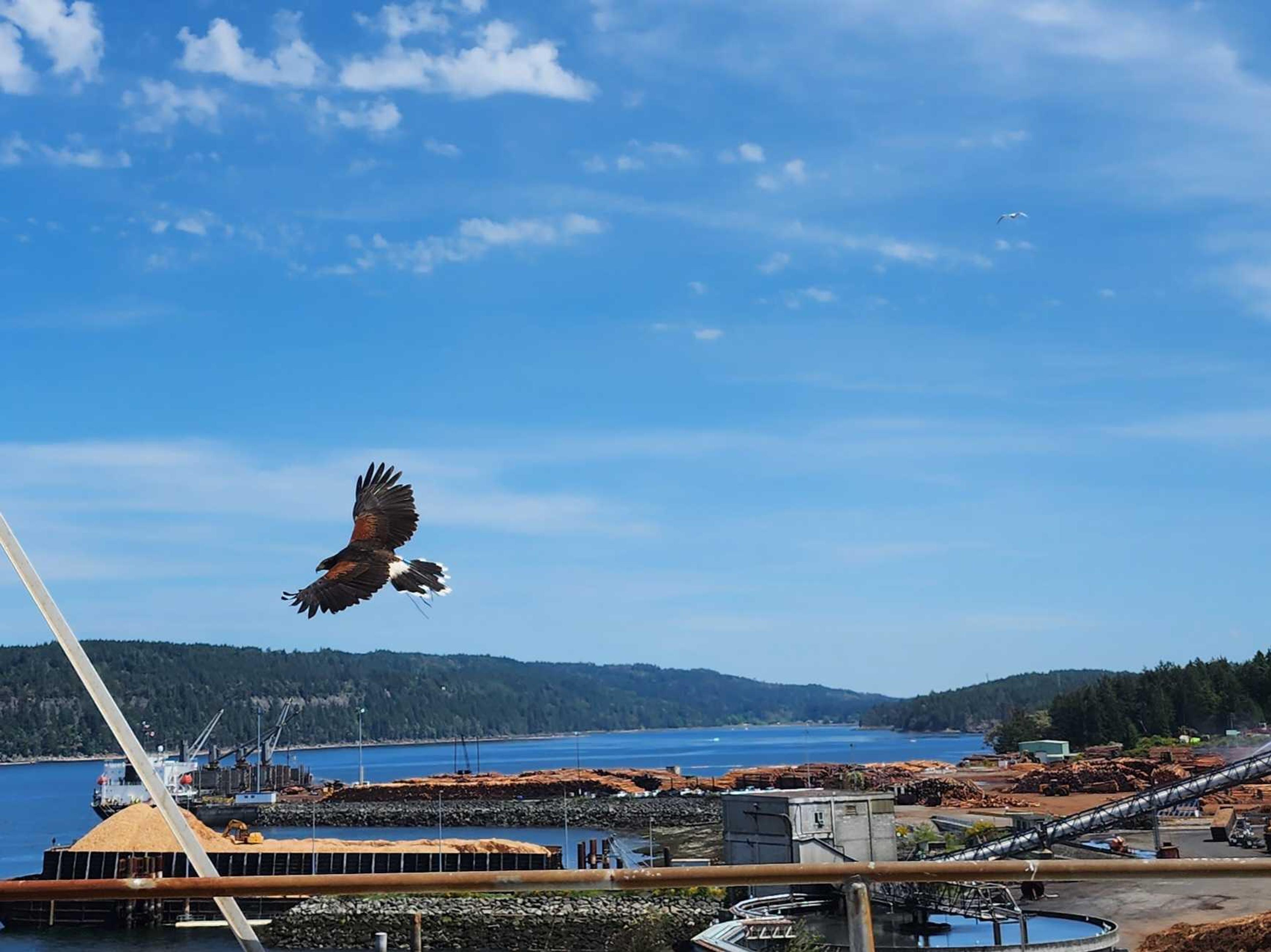 A hawk soaring over a sawmill