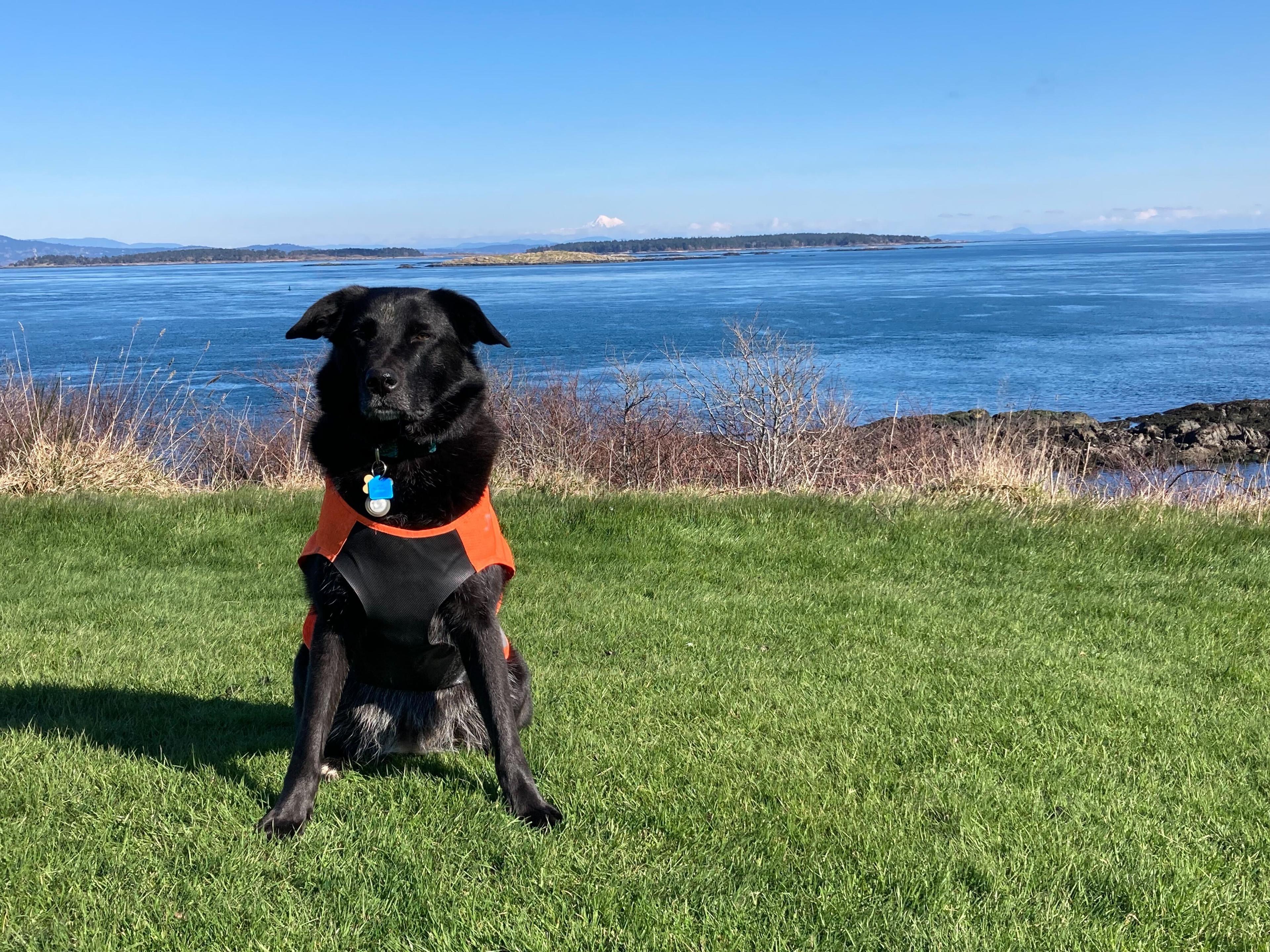 Black dog with a high vis vest stands on a grassy plain