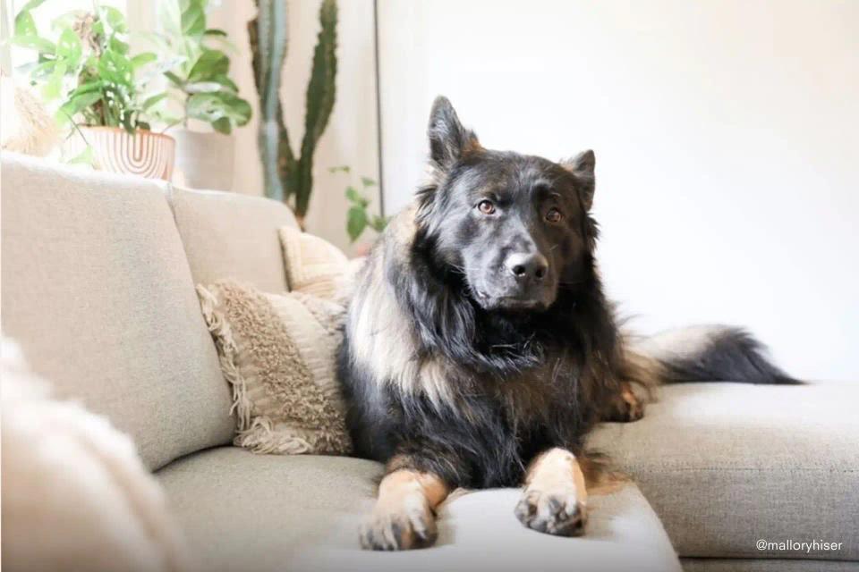 Image of dog on sofa
