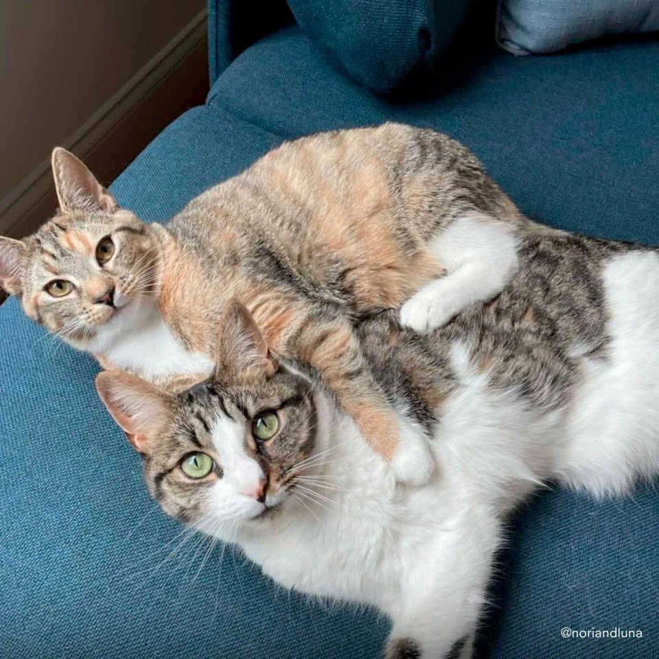 nori and luna cats on nomad