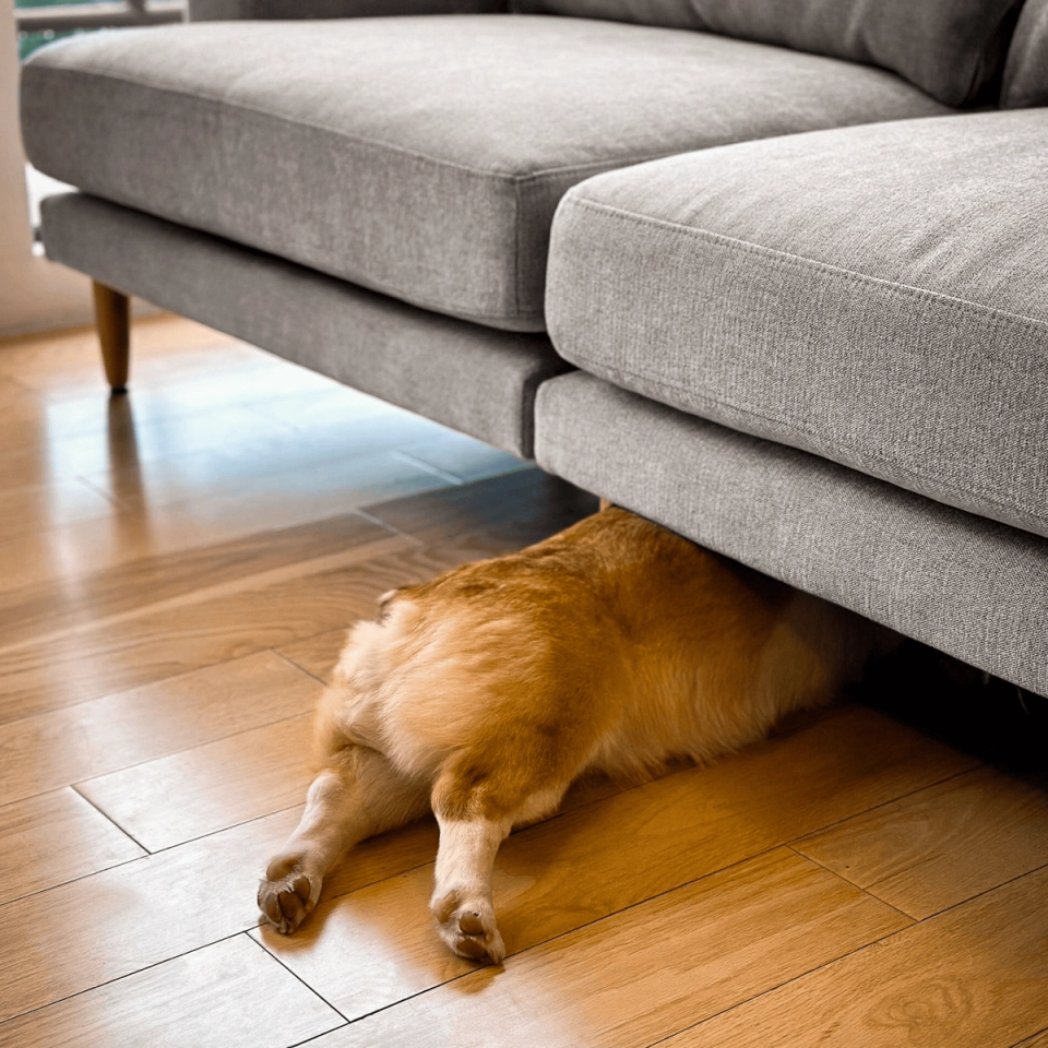 Dog napping halfway under a gray sectional