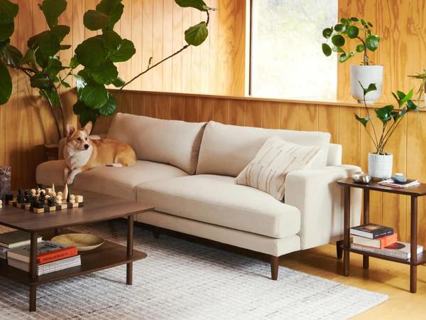 Dog laying on sofa