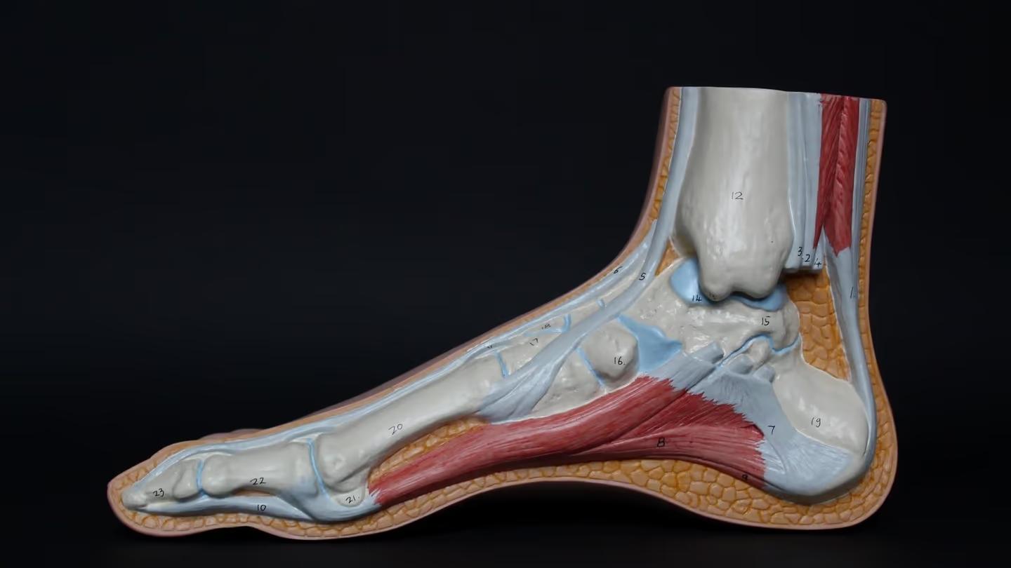 What Is Achilles Tendonopathy? — guide from The Foot Lab podiatry clinic in Glossop