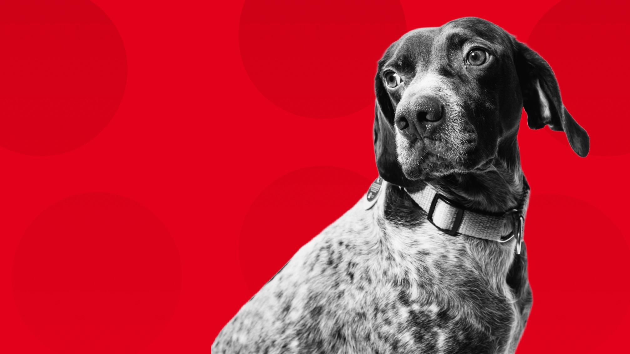 Royal Canin