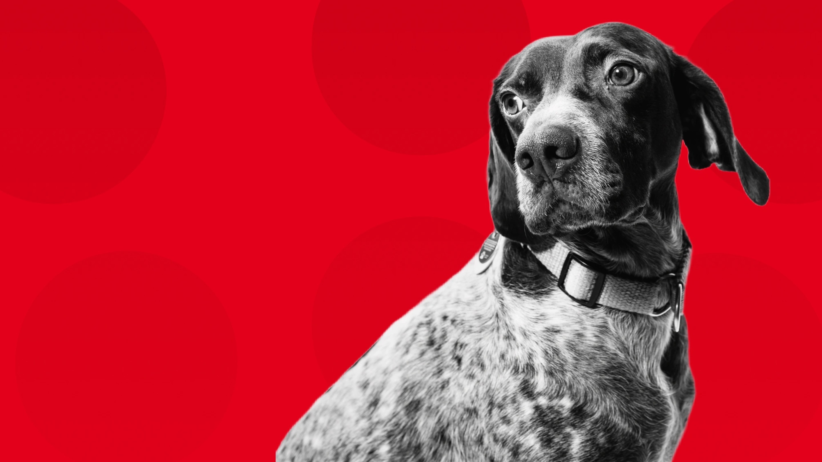 Royal Canin