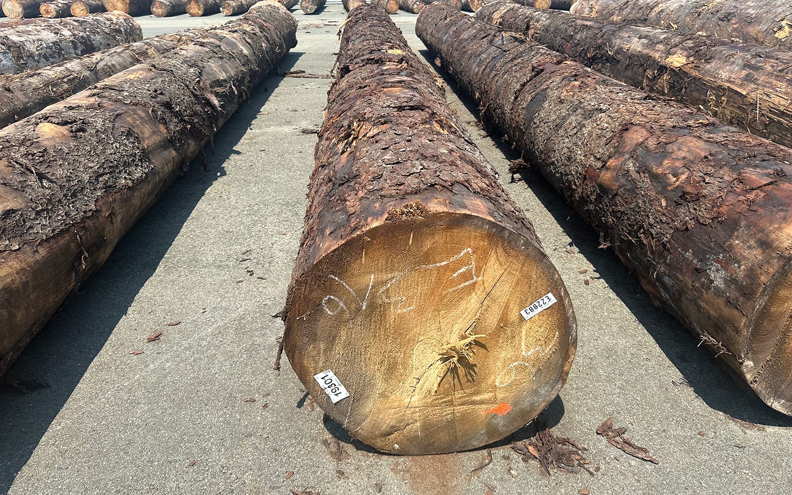 アラスカ産スプルースの原木