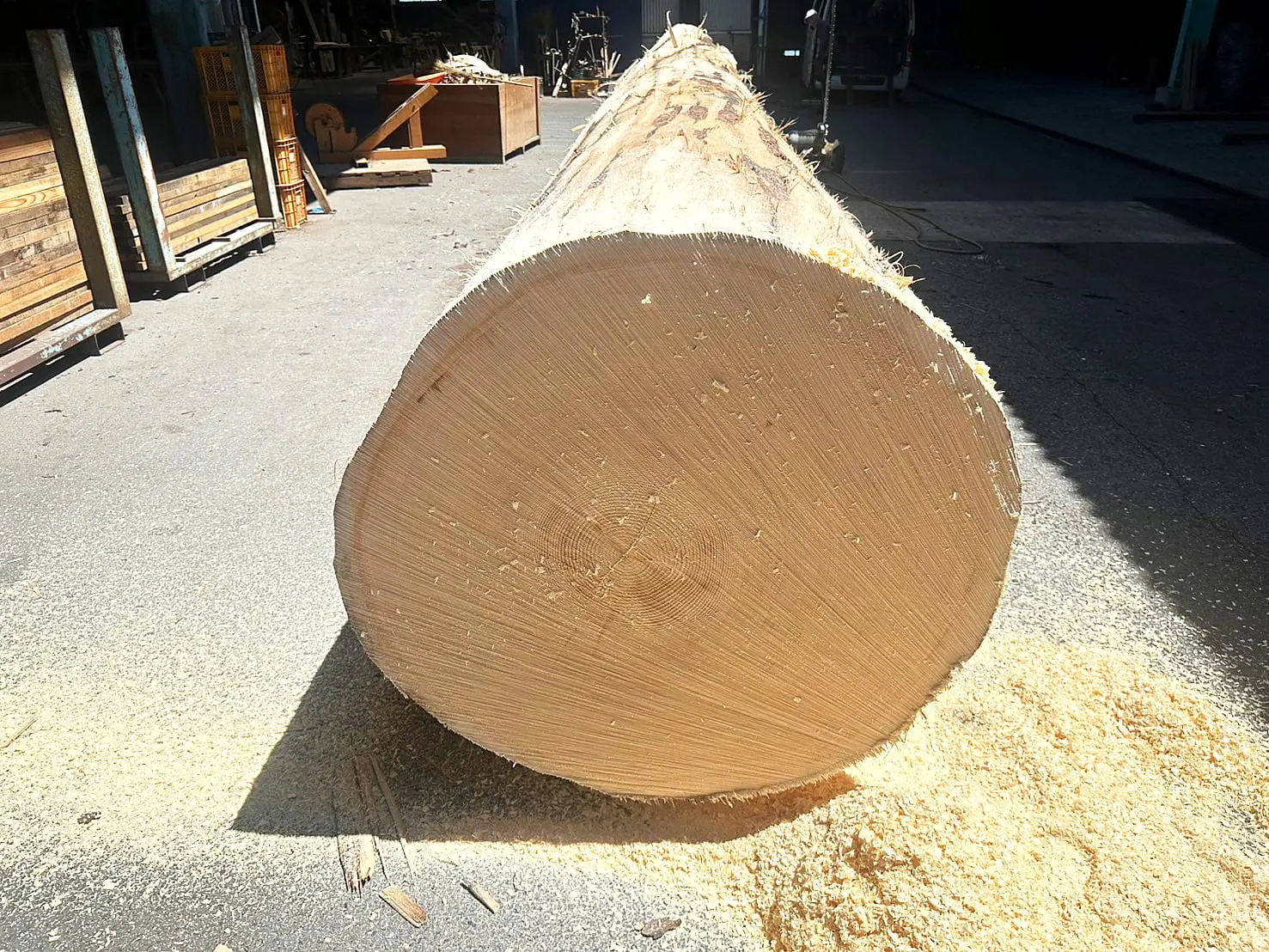 Alaska Spruce Log – E-sort Premium Selection Log