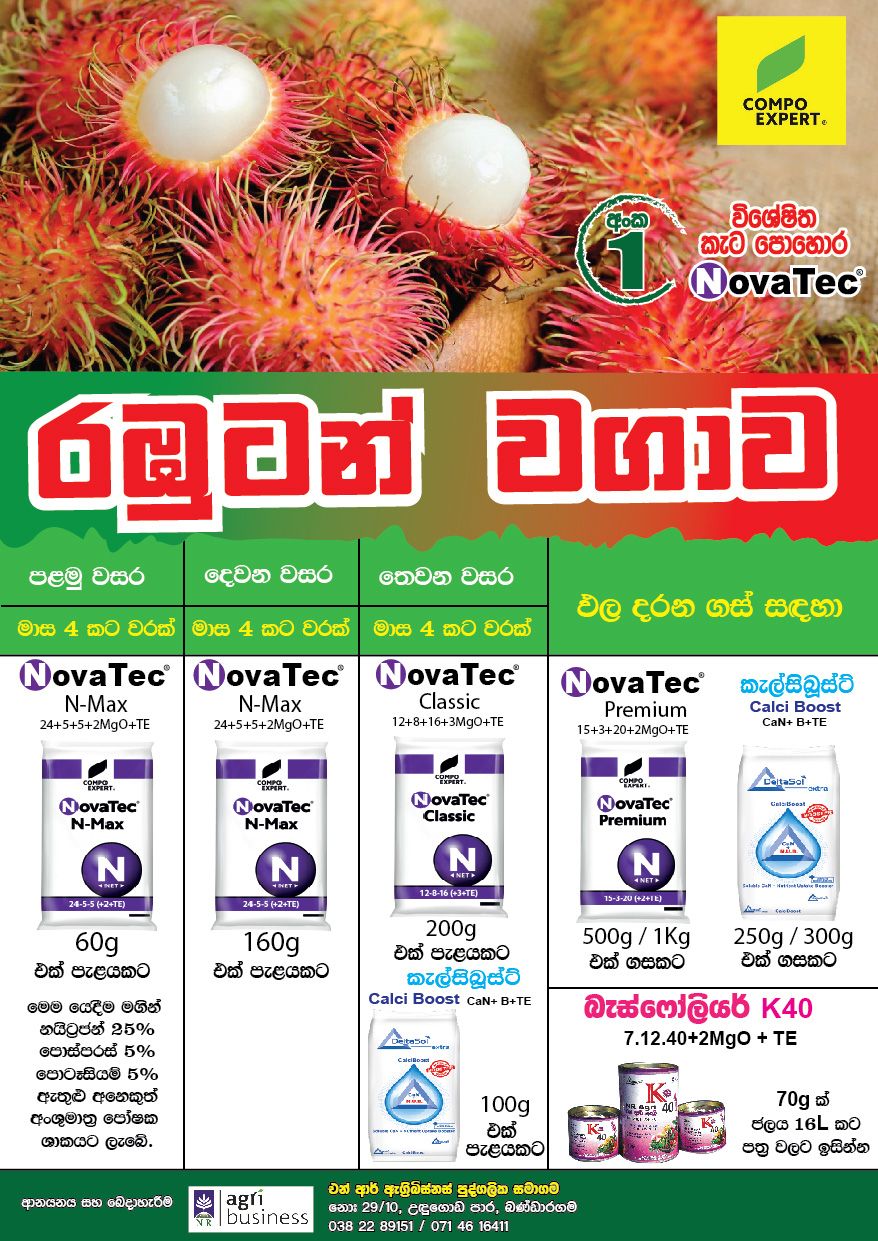 Rambutan