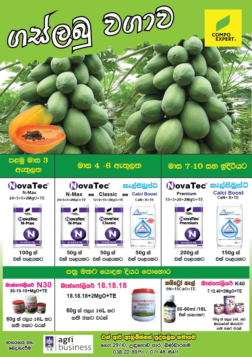 Papaya