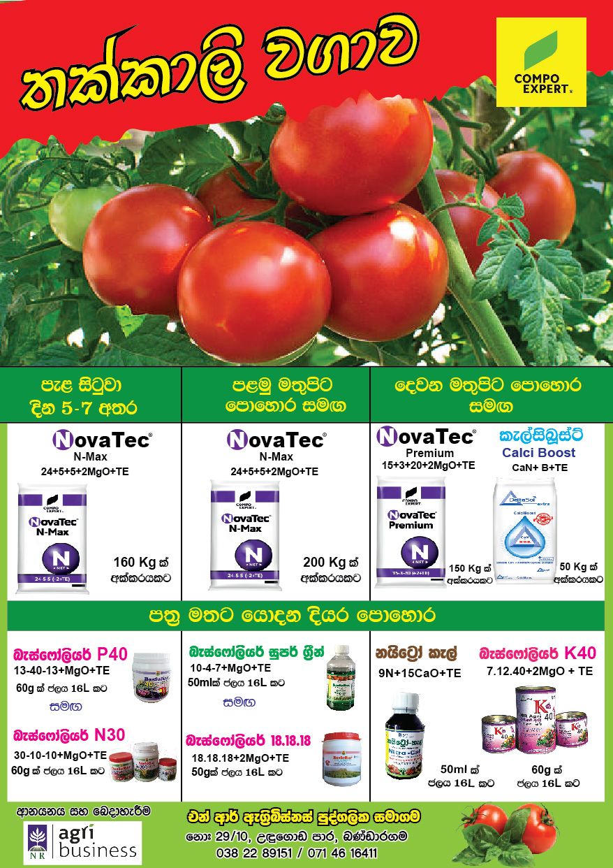 Tomato