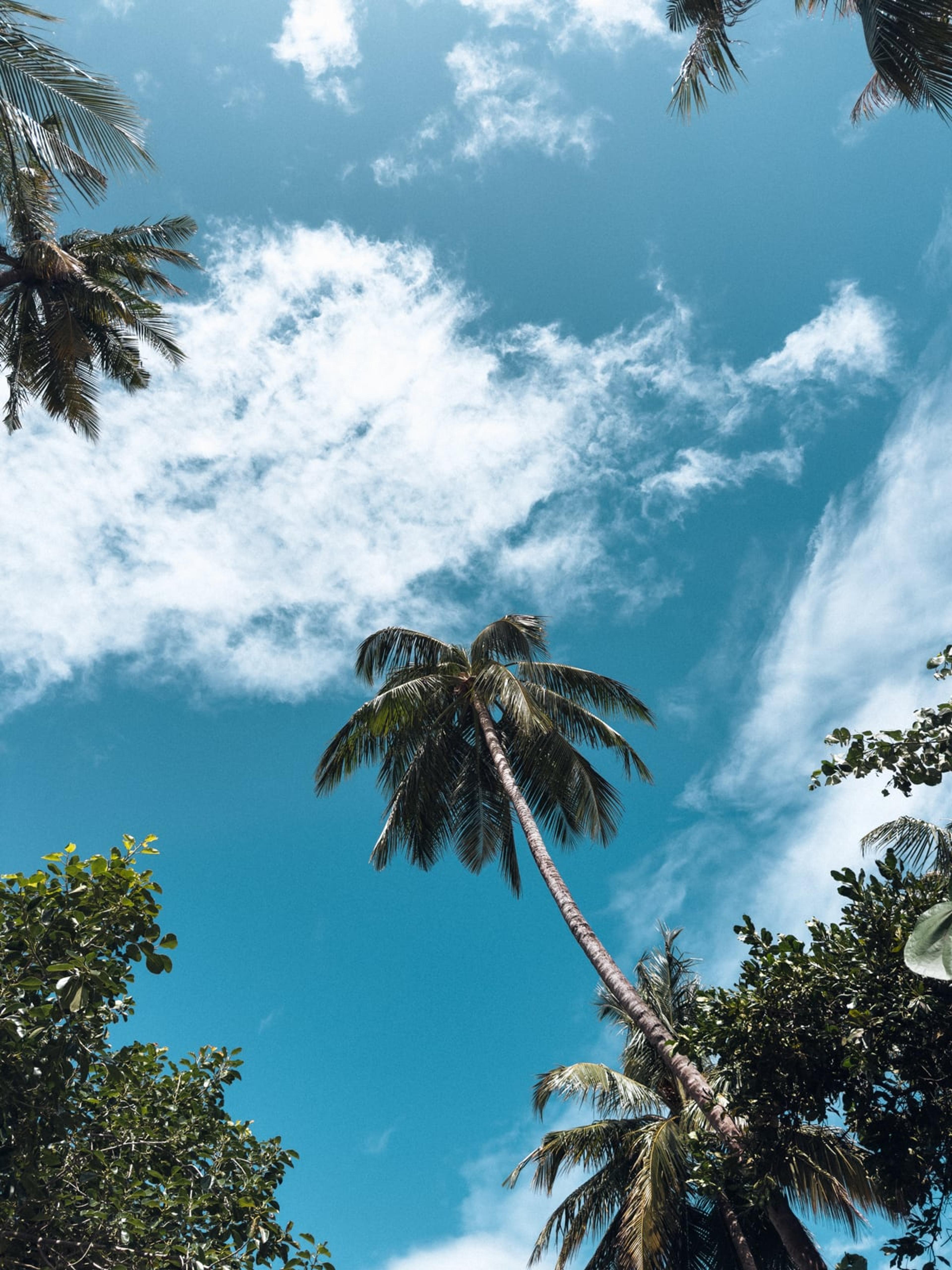 Palm trees silhouetted against a bright blue sky with scattered white clouds