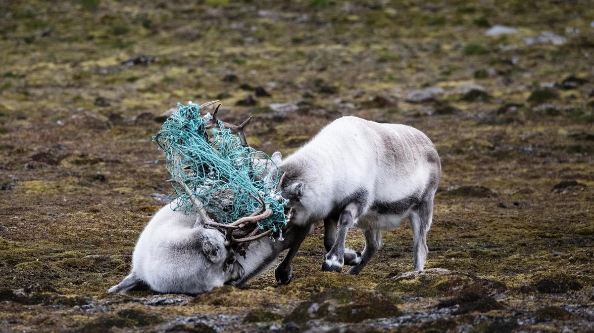Two reindeers struggle to break loose from a green Danish seine.