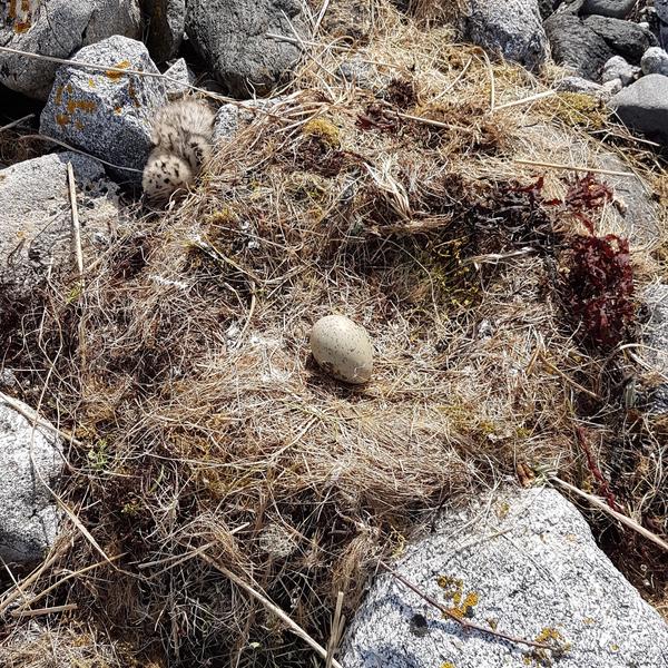 Egg ligger i et rede på en strand.