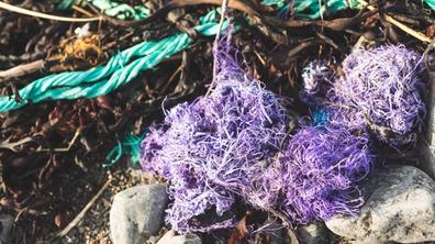Turquoise piece of rope and purple clump of plastic entangled in seaweed on a beach.