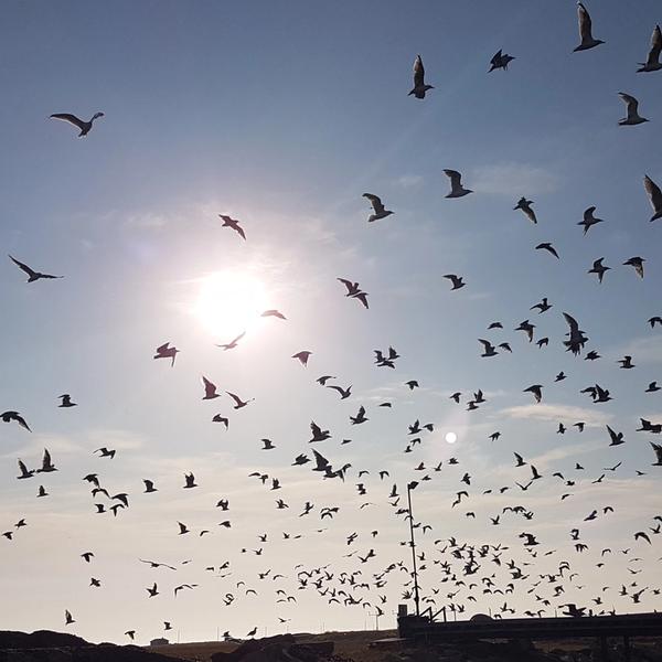 Birds flying in the sky.