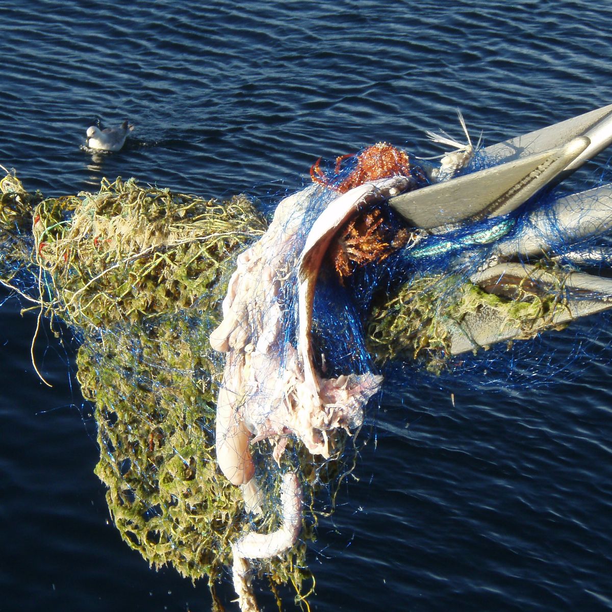 The fight against ghost fishing  Norwegian Centre against Marine Litter