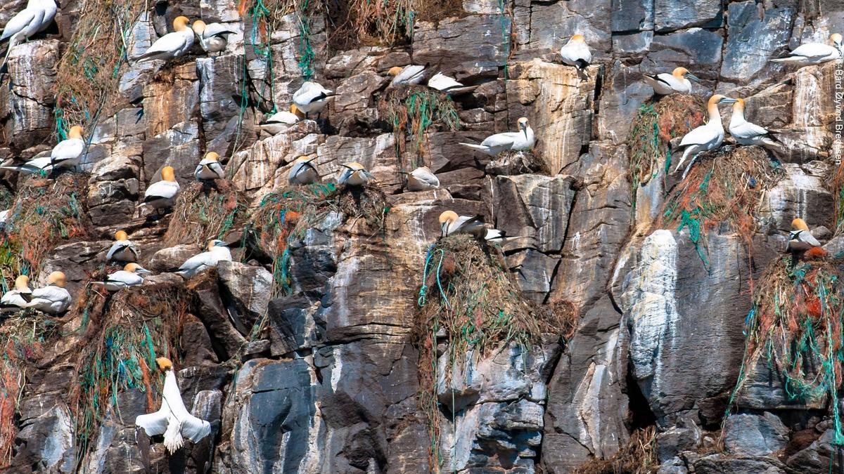 Bird cliff with Northern Gannets and nests showing turquoise and orange pieces of rope and remnants from tools.